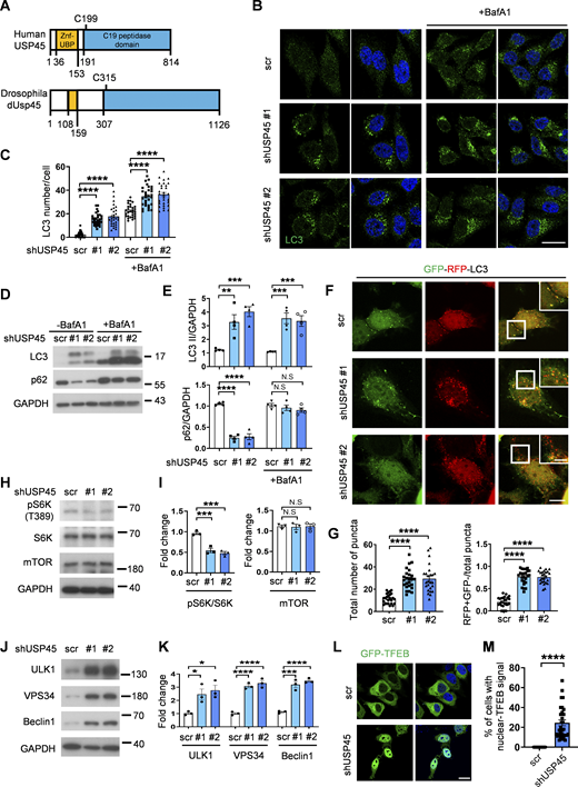 Mammalian USP45 negatively regulates autophagy. (A) Schematic presentation of the domain structures of human USP45 and Drosophila dUsp45. (B) Immunofluorescence analysis of LC3 puncta in control (scr) or USP45 knockdown HeLa cells with or without bafilomycin A1 (BafA1) treatment. Scale bar, 20 μm. (C) Quantification of the number of LC3 puncta in control and USP45 knockdown cells in B; data shown as mean ± SEM, n = 3, ≥ 30 cells. (D) Western blot analysis of LC3 and p62 levels in control and USP45 depleted HeLa cells with or without BafA1 treatment. (E) Quantification of LC3 and p62 expression normalized to GAPDH in D. Data shown as mean ± SEM of four independent experiments. (F) Confocal microscopy analysis of autophagy flux in mRFP-EGFP-LC3 transfected control or USP45 knockdown HeLa cells. Scale bar showed 10 μm (original) and 5 μm (zoom-in). (G) Quantification of the number of total LC3 puncta and the ratio of autolysosomes (RFP+GFP−) to total LC3 puncta. Data as shown by mean ± SEM, n = 3, ≥25 cells/condition. (H) Western blot analysis of phospho-p70 S6 kinase (pS6K), total p70 S6 kinase (S6K), and mTOR expression levels in control and USP45 knockdown HeLa cells. (I) Quantification of phospho-S6K normalized to total S6K, and mTOR levels normalized to GAPDH in H. Data shown as mean ± SEM of three independent experiments. (J) Western blot analysis of ULK1, VPS34, and Beclin1 expression levels in control and USP45 knockdown HeLa cells. (K) Quantification of ULK1, VPS34, and Beclin1 levels normalized to GAPDH in J. Data shown as mean ± SEM of three independent experiments. (L) Immunofluorescent analysis of GFP-TFEB localization in control and USP45 knockdown HeLa cells. Scale bar, 20 μm. (M) Quantification of the percentage of cells with nuclear GFP-TFEB signal. Data are shown by mean ± SEM, n = 30 images, ≥5 cells/image. Significance was determined using one-way ANOVA and Dunnett’s multiple comparisons test (C, E, G, I, and K), and Student’s t test (M); *P < 0.05; **P < 0.01; ***P < 0.001; ****P < 0.0001; NS not significant. Source data are available for this figure: SourceData F3. Refer to the image caption for details.