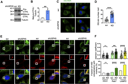 USP45 negatively regulates lysosomal activity by altering V-ATPase endolysosomal trafficking. (A) Western blot analysis of Cathepsin-L (CTHL) levels in control (scr) and USP45 knockdown HeLa cells. (B) Quantification of mature CTHL expression normalized to tubulin in A. Data shown as mean ± SEM of three independent experiments. (C) Immunofluorescence analysis of DQ-BSA puncta in control or USP45 knockdown HeLa cells. Scale bar, 20 μm. (D) Quantification of the number of DQ-BSA puncta in control and USP45 knockdown cells treated as C; data are shown as mean ± SEM, n = 3, ≥ 30 cells. (E) Confocal microscopy analysis of colocalization of the V-ATPase subunit (V0D) and endolysosomal markers (EEA1, Rab7, and LAMP2) in control and USP45 knockdown cells with indicated antibodies. The scale bars show 10 μm (original) and 4 μm (zoom-in). (F) Quantification of the colocalization of V0D and endolysosomal markers in E. Pearson’s correlation coefficient and colocalization rate were analyzed by ImageJ. Data are shown as mean ± SEM, n = 3, ≥ 30 cells. Significance was determined using Student’s t test (B, D, and F); *P < 0.05; **P < 0.01; ***P < 0.001; ****P < 0.0001; NS not significant. Source data are available for this figure: SourceData F4.