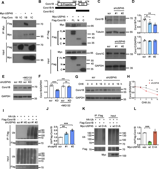 USP45 interacts with and deubiquitinates Coro1B. (A) Coimmunoprecipitation (Co-IP) analysis of the interaction between Myc-USP45 and Flag-Coro1B or Flag-Coro1C in HEK293T cells. Co-IP experiments were performed using an anti-Myc antibody, followed by a Western blot analysis with the indicated antibodies. (B) (top). Schematic presentation of domain structures and deletion mutants of Coro1B. β-propeller, β-propeller domain; CC, coiled-coil domain. (bottom) Coimmunoprecipitation assays to map the interaction regions between USP45 and Coro1B. (C) Western blot analysis of the expression levels of Coro1B and Coro1C with indicated antibodies in control and USP45 knockdown HeLa cells. (D) Quantification of Coro1B and Coro1C expression normalized to tubulin and GAPDH, respectively. Data are shown as mean ± SEM of at least three independent experiments. (E) Western blot analysis of the expression levels of Coro1B in control (scr) and USP45 knockdown HeLa cells with or without treatment of proteasome inhibitor MG132 (5 μM, 4 h). (F) Quantification of Coro1B expression normalized to GAPDH in E. Data are shown as mean ± SEM of four independent experiments. (G) Cycloheximide (CHX) chase analysis of Coro1B expression in control and USP45 knockdown HeLa cells treated with CHX for the indicated times. (H) Quantification of Coro1B levels normalized to GAPDH at different time points after CHX treatment, as indicated in G. Data shown as mean ± SEM of four independent experiments. (I) Immunoprecipitation analysis for Coro1B ubiquitination in control or USP45 knockdown HEK293T cells. (J) Quantification of ubiquitin (Ub) levels normalized to Coro1B in I. Data are shown as mean ± SEM of three independent experiments. (K) Immunoprecipitation analysis of Coro1B ubiquitination in cells expressing Flag-Coro1B, Myc-tagged USP45-WT or the catalytically inactive USP45-C199A (C > A) mutant. (L) Quantification of Ub levels normalized to Coro1B in K. Data shown as mean ± SEM of three independent experiments. Significance was determined using one-way ANOVA and Dunnett’s (D, J, and L) or Tukey’s (F) multiple comparisons test, and Student’s t test (H); *P < 0.05; **P < 0.01; ***P < 0.001; ****P < 0.0001; NS not significant. Source data are available for this figure: SourceData F5.