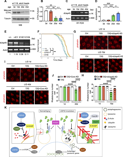 Loss of dUsp45 extends lifespan and mitigates polyQ-induced toxicity in Drosophila. (A) Western blot analysis of cathepsin-L (CTHL) levels in the heads of adult flies at different ages. (B) Quantification of CTHL levels normalized to Tubulin in A. Data are shown as mean ± SEM of three independent experiments. (C) RT-PCR analysis of dUsp45 mRNA levels in the heads of adult flies at different ages. (D) Quantification of dUsp45 mRNA levels normalized to Actin. Data are shown as mean ± SEM of three independent experiments. (E) RT-PCR analysis of dUsp45 mRNA levels in control (w1118 and dUsp45EY/+) and dUsp45 mutant (dUsp45EY/EY and dUsp45EY/B) flies. Numbers below lanes indicate the relative ratio of dUsp45/Actin. (F) Loss of dUsp45 (dUsp45EY/EY and dUsp45EY/B) extends lifespan compared with controls (w1118 and dUsp45EY/+). N ≥ 582 flies of each genotype. (G) Confocal images of phalloidin stained retinae from young (1 day) and aged (70 days) adult flies expressing GFP (control), or mutant (72Q) Htt fragment together with GFP or dUsp45RNAi under control of the eye-specific driver GMR-Gal4. Flies were reared in a light/dark (LD 12L:12D) cycle incubator. Scale bar, 10 μm. (H) Quantification of intact rhabdomere numbers in flies described in G. Data shown as mean ± SEM in n = 3, ≥30 ommatidea per genotype. (I) Confocal images of phalloidin stained retinae from young (1 day) and aged (40 days) adult flies expressing GFP (control), or mutant (72Q) Htt fragment together with GFP or CoroRNAi under control of the eye-specific driver GMR-Gal4. Flies were reared in a light/dark (LD 12L:12D) cycle incubator. Scale bar, 10 μm. (J) Quantification of intact rhabdomere numbers in flies described in I. Data shown as mean ± SEM in n = 3, ≥20 ommatidea per genotype. (K) A schematic diagram illustrating the role of USP45 in regulating autophagy, lysosome function, and V-ATPase lysosomal localization through the modulation of actin structures via Coro1B. Significance was determined using one-way ANOVA and Tukey’s multiple comparisons test (B, D, H, and J), and log-rank test (F); *P < 0.05; **P < 0.01; ***P < 0.001; ****P < 0.0001; NS not significant. Source data are available for this figure: SourceData F8.
