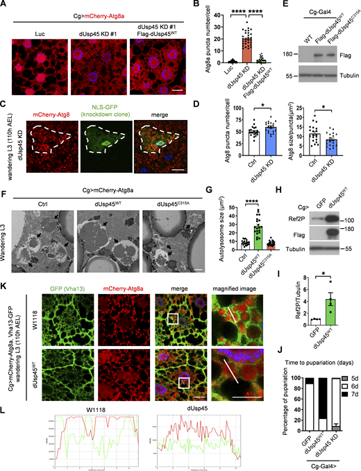 dUsp45 impairs autophagy and V-ATPase translocation to the autolysosome. (A) Confocal microscopic analysis of mCherry-Atg8a puncta in control (Luc), dUsp45 knockdown, and dUsp45 rescue (dUsp45 depletion with dUsp45WT over-expression) larvae fat body. Scale bar, 20 μm. (B) Quantification of Atg8a puncta number in A. Data are shown as mean ± SEM in n = 3, ≥30 cells. (C) Clonal analysis of wL3 larval fat body cells showing mCherry-Atg8 signals in control and dUsp45 knockdown cells (marked with NLS-GFP). Scale bar, 20 μm. (D) Quantification of Atg8 puncta size in control and dUsp45 knockdown cell shown in C. Data shown as mean ± SEM, n = 3, ≥ 20 cells. (E) Western blot analysis of expression level of wild-type (WT) and catalytic mutant (C315A) of dUsp45 in larvae fat body indicated by Flag antibody. (F) Representative TEM images showed the ultrastructure of control (Luciferase), dUsp45 wild-type (WT), and catalytic mutant (CA) overexpression wL3 larval fat body cells. Black arrow indicates autolysosome. Scale bar, 1 μm. (G) Quantification of autolysosome size in F; data shown as mean ± SEM, n = 3, ≥ 20 autolysosomes. (H) Western blot analysis of Ref2P expression in wandering larvae fat body with control and dUsp45WT overexpression. (I) Quantification of Ref2P was normalized to Tubulin. Data are shown as mean ± SEM in four of independent experiments. (J) Diagram shows the percentage of control, dUsp45 overexpression, and knockdown larvae pupariated at indicated days. The data were collected from ≥90 flies in each group. (K) Confocal microscopy analysis of Vha13 (GFP-positive) and mCherry-Atg8a localization in control and dUsp45WT-overexpressing wL3 larval fat body cells. Scale bar, 20 μm (original) and 10 μm (zoom-in). (L) Line-scan profiles of fluorescence intensity for mCherry-Atg8a and GFP-Vha13 along the white line in K. Significance was determined using one-way ANOVA and Tukey‘s (B) or Dunnett’s (G) multiple comparisons test, and Student’s t test (D and I); *P < 0.05; ****P < 0.0001. Source data are available for this figure: SourceData FS1. Refer to the image caption for details.