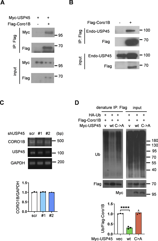 USP45 interacts with Coro1B and mediates its ubiquitination. (A) Immunoprecipitation analysis of interaction between Flag-Coro1B and Myc-USP45 with Flag antibody. (B) Immunoprecipitation analysis of the interaction between Flag-Coro1B and endogenous USP45 by pulldown of Flag-Coro1B. (C) RT-PCR analysis of CORO1B mRNA level in control and USP45 knockdown HeLa cell. Quantification of CORO1B mRNA level was normalized to GAPDH. Data are shown as mean ± SEM from three independent experiments. (D) Immunoprecipitation analysis for Flag-Coro1B ubiquitination in HEK293T cells with expression of wild-type (WT) or mutant (C199A) Myc-USP45. Cells were lysed by a denaturing agent (1% SDS) containing buffer. Quantification of Ub was normalized to Flag-Coro1B. Data are shown as mean ± SEM from three independent experiments. Significance was determined using one-way ANOVA and Dunnett’s multiple comparisons test (C and D); ****P < 0.0001. Source data are available for this figure: SourceData FS3.