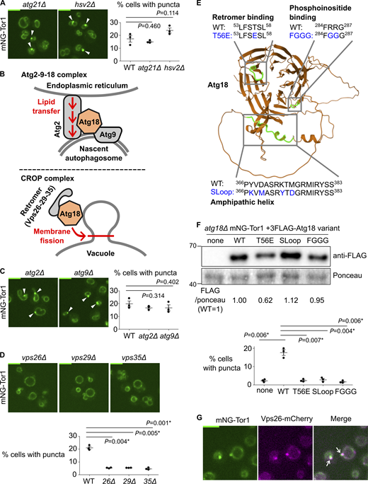 Atg18-containing CROP complex is required for signaling endosome formation. (A) No requirement for other PROPPIN proteins for signaling endosome formation. The indicated strains expressing mNeonGreen-Tor1 (mNG-Tor1) were analyzed by fluorescent microscopy. Arrowheads indicate signaling endosomes. Quantifications of puncta-containing cells are shown on the right. (B) Compositions and functions of Atg18-containing protein complexes. See text for details. (C) No requirement for the Atg2-9-18 complex for signaling endosome formation. The indicated strains expressing mNG-Tor1 were analyzed by fluorescent microscopy. Arrowheads indicate signaling endosomes. Quantifications of puncta-containing cells are shown on the right. (D) Requirement of the CROP complex subunits for signaling endosome formation. The indicated strains expressing mNG-Tor1 were analyzed by fluorescent microscopy. Quantifications of puncta-containing cells are shown at the bottom. (E) Atg18 domains required for the formation and/or membrane-cutting activity of the CROP complex. The CROP-relevant domains are highlighted in green on the AlphaFold-predicted structure of Atg18. Loss-of-function mutations examined in this study are indicated in blue. (F) Requirement of CROP-relevant Atg18 domains for signaling endosome formation. atg18Δ cells expressing mNG-Tor1 and the indicated 3FLAG-Atg18 variants were analyzed by western blotting (top) and fluorescent microscopy. Quantifications of puncta-containing cells are shown at the bottom. (G) Localization of Vps26 to signaling endosomes. Cells co-expressing mNG-Tor1 and Vps26-mCherry were analyzed by fluorescent microscopy. Arrows indicate colocalization of Tor1 and Vps26 at signaling endosomes. Error bars represent mean ± SEM. More than 100 cells were analyzed for three independent biological replicates. Scale bars: 5 µm. The numbers next to blots denote molecular weights (kDa). Source data are available for this figure: SourceData F2. Refer to the image caption for details.