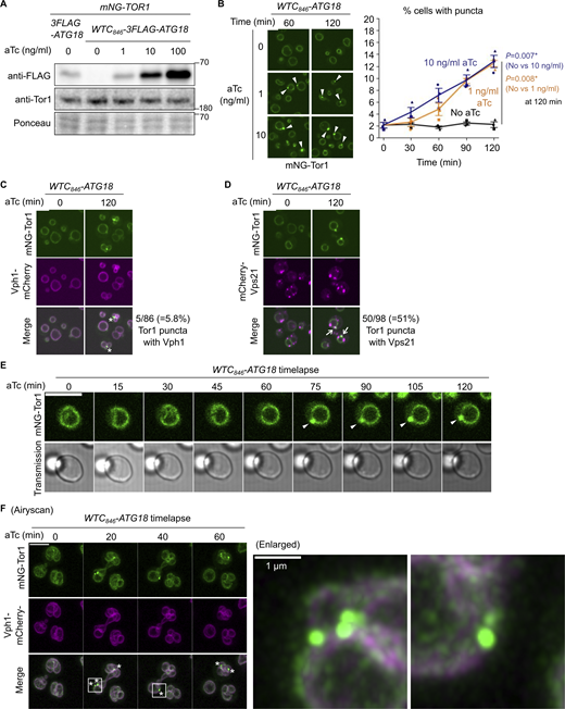 Development of a signaling endosome induction system. (A) Confirmation of WTC846-induced Atg18 expression. The indicated strains were treated with aTc at the indicated final concentrations for 60 min and analyzed by western blotting. (B) WTC846-induced formation of signaling endosomes. WTC846-ATG18 cells expressing mNeonGreen-Tor1 (mNG-Tor1) were treated with aTc at the indicated final concentrations for the indicated periods and analyzed by fluorescent microscopy. Arrowheads indicate newly formed signaling endosomes. Quantifications of puncta-containing cells are shown on the right (mean ± SEM, >100 cells were analyzed for three biological replicates). (C) Absence of v-ATPase on induced signaling endosomes. WTC846-ATG18 cells co-expressing mNG-Tor1 and Vph1-mCherry were treated with 1 ng/ml aTc for the indicated periods and analyzed by fluorescent microscopy. Asterisks indicate the absence of Vph1 puncta on newly formed signaling endosomes. (D) Localization of Vps21 to induced signaling endosomes. WTC846-ATG18 cells co-expressing mNG-Tor1 and mCherry-Vps21 were treated with 1 ng/ml aTc for the indicated periods and analyzed by fluorescent microscopy. Arrows indicate colocalization of Tor1 and Vps21 at newly formed signaling endosomes. (E) Time-lapse monitoring of signaling endosome formation. WTC846-ATG18 cells expressing mNG-Tor1 were treated with 1 ng/ml aTc and analyzed by time-lapse fluorescent microscopy. Arrowheads indicate newly formed signaling endosomes. (F) Airyscan super-resolution time-lapse monitoring of signaling endosome formation. WTC846-ATG18 cells co-expressing mNG-Tor1 and Vph1-mCherry were treated with 10 ng/ml aTc and analyzed by time-lapse fluorescent microscopy. Asterisks indicate the absence of Vph1 puncta on newly formed signaling endosomes. Enlarged images of the region marked by the box are shown on the right. Scale bars: 5 µm except for the enlarged image in F. The numbers next to blots denote molecular weights (kDa). Source data are available for this figure: SourceData F3.