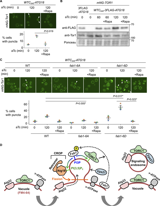 TORC1-Fab1 signaling promotes signaling endosome biogenesis. (A) Requirement of TORC1 activity for signaling endosome formation. WTC846-ATG18 strains expressing mNeonGreen-Tor1 (mNG-Tor1) were treated with 1 ng/ml aTc for the indicated periods in the presence or absence of 200 ng/ml rapamycin (Rapa) and analyzed by fluorescent microscopy. Arrowheads indicate newly formed signaling endosomes. Quantifications of puncta-containing cells are shown at the bottom. (B) Confirmation of Atg18 induction in the presence of rapamycin. The indicated strains were treated with 1 ng/ml aTc for the indicated periods in the presence or absence of 200 ng/ml rapamycin and analyzed by western blotting. (C) Fab1 phosphorylation by TORC1 promotes signaling endosome formation. Wild-type, fab1-6A, or fab1-6D cells expressing mNG-Tor1 were treated with 1 ng/ml aTc for the indicated periods in the presence or absence of 200 ng/ml rapamycin and analyzed by fluorescent microscopy. Arrowheads indicate newly formed signaling endosomes. Quantifications of puncta-containing cells are shown at the bottom. (D) Model of signaling endosome biogenesis. Fab1 phosphorylation by TORC1 triggers its relocation to the site of signaling endosome formation on the vacuolar membrane. There, Fab1 locally produces PI(3,5)P2 from PI3P. PI(3,5)P2 anchors and stabilizes TORC1, which in turn further phosphorylates and stabilizes Fab1, resulting in a positive feedback loop. In the meantime, PI(3,5)P2 recruits and activates the Atg18-containing CROP complex, which cuts the vacuolar membrane and thereby separates signaling endosomes. During this process, vacuolar membrane lipids (labeled by FM4-64) as well as certain membrane-spanning proteins such as Atg22 migrate into forming signaling endosomes. Other membrane-spanning proteins such as v-ATPase remain on the vacuolar membrane. Certain endosomal proteins such as Vps21 small GTPase are delivered to the membrane of newly formed signaling endosomes, completing the signaling endosome biogenesis. Error bars represent mean ± SEM. More than 100 cells were analyzed for three biological replicates. Data points are color-coded according to biological replicates. Scale bars: 5 µm. The numbers next to blots denote molecular weights (kDa). Source data are available for this figure: SourceData F6. Refer to the image caption for details.