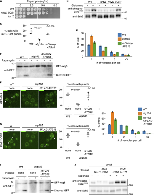 Functionality of tagged protein constructs. (A and B) Functionality of mNeonGreen-Tor1 (mNG-Tor1) used in this study. (A) Serial dilutions of the indicated strains were spotted and grown on YPD agar plates containing rapamycin at the indicated final concentration. (B) The indicated strains were stimulated or not for 2 min with 3 mM glutamine. The levels of Thr737-phosphorylated Sch9 and the total Sch9 were analyzed by western blotting. (C–E) Functionality of mCherry-Atg18 used in this study. (C and D) The indicated strains expressing mNG-Tor1 were analyzed by fluorescent microscopy. Quantifications of puncta-containing cells (C) and the number of vacuoles per cell (D) are shown. (E) The indicated strains expressing GFP-Atg8 were treated, or not, with 200 ng/ml rapamycin and analyzed by western blotting. (F–I) Functionality of 3FLAG-Atg18 used in this study. (F) The indicated strains expressing GFP-Gtr1 were analyzed by fluorescence microscopy. Arrowheads indicate signaling endosomes. Quantifications of puncta-containing cells are shown on the right. (G) The indicated strains expressing Pib2200-GFP were analyzed by fluorescent microscopy. Arrowheads indicate signaling endosomes. Quantification of puncta-containing cells is shown on the right. (H) The indicated strains expressing Pib2200-GFP were analyzed by fluorescent microscopy. The quantifications of the number of vacuoles per cell are shown. (I) The indicated strains expressing GFP-Atg8 were treated, or not, with 200 ng/ml rapamycin and analyzed by western blotting. (J) Functionality of mCherry-Gtr1 used in this study. gtr1Δ cells expressing the indicated plasmids were stimulated or not for 2 min with 0.1 mM aspartate. The levels of Thr737-phosphorylated Sch9 and the total Sch9 were analyzed by western blotting. Error bars represent mean ± SEM, >100 cells were analyzed for three independent biological replicates. Scale bars: 5 µm. The numbers next to blots denote molecular weights (kDa). Source data are available for this figure: SourceData FS1. Refer to the image caption for details.