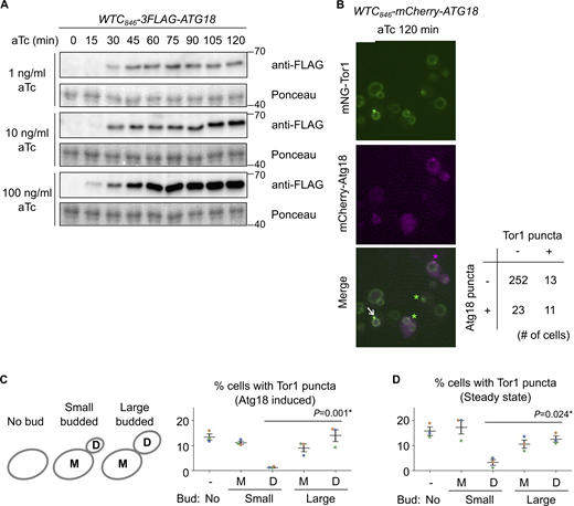 Additional data from Atg18 induction experiments. (A) Confirmation of WTC846-induced Atg18 expression with different aTc concentrations at different time points. The WTC846-3FLAG-ATG18 cells were treated with the indicated final concentrations of aTc, collected every 15 min, and analyzed by western blotting. (B) The heterogeneity of Atg18 puncta formation and signaling endosome biogenesis in a cell population. WTC846-mCherry-ATG18 cells expressing mNeonGreen-Tor1 (mNG-Tor1) were treated with 10 ng/ml aTc for 120 min and analyzed by fluorescent microscopy. The arrow indicates the colocalization of Tor1 and Atg18 at newly formed signaling endosomes. Green asterisks indicate newly formed signaling endosomes devoid of the Atg18 signal. The magenta asterisk indicates an Atg18 puncta devoid of the Tor1 signal. The quantification of cells showing the (co)presence of Tor1 puncta and Atg18 puncta is shown in the table. (C and D) Correlation between signaling endosome formation and cell cycle progression. (C) Left: The scheme of cell categorization based on the budding status. M: mother cell, D: daughter cell. See also Materials and methods. Right: WTC846-ATG18 cells expressing mNG-Tor1 were treated with 1 ng/ml aTc for 120 min and analyzed by fluorescent microscopy. (D) Wild-type cells expressing mNG-Tor1 were analyzed by fluorescent microscopy. In C and D, cells were classified into the indicated five categories. Quantification of puncta-containing cells is shown. Error bars represent mean ± SEM. More than 50 Tor1 puncta were analyzed for each biological replicate. Data points are color-coded according to biological replicates. Scale bar: 5 µm. The numbers next to blots denote molecular weights (kDa). Source data are available for this figure: SourceData FS4.