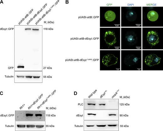 Figure S2. Refer to the image caption for details.