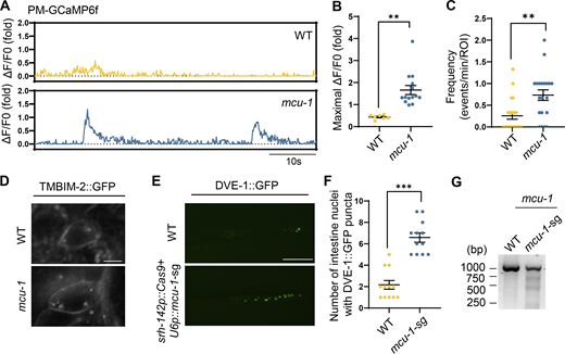 Loss of mcu-1 triggers plasma-membrane Ca2+oscillations within synapses of ADF neurons and activates intestinal UPRmt. (A) Representative fluorescence traces of average background-subtracted fluorescence intensity ΔF/F0 of plasma membrane Ca2+ indicator GCaMP6f of WT and mcu-1(ju1154) mutant animals in the 60 s. (B) Quantification of PM-GCaMP6 maximal fluorescence intensity changes in WT and mcu-1(ju1154) animals. n ≥ 8 worms. (C) Quantification of the frequency with GCaMP6f fluorescence intensity changes in WT and mcu-1(ju1154) animals. n ≥ 20 worms. (D) Representative confocal photomicrographs of TMBIM-2::GFP animals with the presence or absence of mcu-1(ju1154). The imaging used z-planes. Scale bar, 10 μm. (E) Representative photomicrographs of dve-1 reporter expression in WT and ADF neuron mcu-1 knockdown animals (srh-142p::Cas9+u6p::mcu-1 sgRNA). Scale bar, 250 μm. (F) Quantification of the number of intestinal nuclei puncta with GFP signal per worm in E. n ≥ 12 worms. (G) Deletions of mcu-1 by CRISPR/Cas9 are detected by T7E1 assay. Representative DNA gels of T7E1 assay show mcu-1 PCR products amplified from genomic DNA of WT or srh-142p::Cas9+u6p::mcu-1-sg worms. ***P < 0.001; **P < 0.01 via unpaired two-tailed Student’s t test. Error bars, SEM. Source data are available for this figure: SourceData F4.