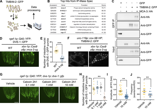 TMBIM-2 acts with the calcium pump MCA-3 in regulating cell non-autonomous UPRmtactivation. (A) Workflow of the IP-MS method in expression TMBIM-2::GFP C. elegans. (B) List of TMBIM-2–interacting proteins that top 10 candidates identified by IP-MS experiments. (C) Interactions of TMBIM-2 with MCA-3. HEK293T cells transfected with the indicated cDNAs and followed by the indicated immunoprecipitations. (D) Representative photomicrographs of ciliated neuronal knockout of mca-3 in neuronal Q40::YFP, dve-1p::dve-1::gfp worms. Scale bar, 250 μm. (E) Quantification of the number of intestinal nuclei puncta with GFP signal per worm as shown in D. n ≥ 15 worms. (F) Fluorescence images of neurons in strains expressing TMBIM-2::GFP with the presence or absence of ciliated neuronal knockout of mca-3. Scale bar = 2 μm. (G) Representative photomicrographs of dve-1p::dve-1::gfp reporter in neuronal Q40::YFP animals with PMCA inhibitor Caloxin 2A1, respectively. Scale bar, 250 μm. (H) Quantification of the number of intestinal nuclei puncta with GFP signal per worm as shown in G. n ≥ 10 worms. (I) Quantification of PM-GCaMP6 maximal fluorescence intensity changes in animals with a vehicle and 10 mM Caloxin 2A1. n ≥ 20 worms. (J) Quantification of the frequency with GCaMP6f fluorescence intensity changes in animals with a vehicle and 10 mM Caloxin 2A1. n ≥ 20 worms. ***P < 0.001; **P < 0.01 via unpaired two-tailed Student’s t test. Error bars, SEM. Source data are available for this figure: SourceData F5.