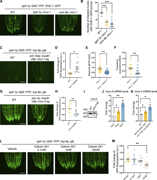 Overexpression of MCU-1 and loss of mca-3 in neurons partially suppresses neuronal-to-intestinal UPRmtactivation. (A) Representative photomicrographs of dve-1 reporter in WT; pan-neuron overexpressing MCU-1 (rgef-1p::mcu-1); ciliated-sensory neuron overexpressing MCU-1 (osm-6p::mcu-1) animals with neuronal Q40::YFP, respectively. Scale bar, 250 μm. (B) Quantification of dve-1p::dve-1::gfp expression in the entire intestine of animals as depicted in A. n ≥ 15 worms. (C) Representative photomicrographs of hsp-6 reporter in WT and ADF neuron mcu-1 knockdown animals (srh-142p::Cas9+u6p::mcu-1 sgRNA) with neuronal Q40::YFP, respectively. Scale bar, 250 μm. (D) Quantification of hsp-6p::gfp expression in the entire intestine of animals as depicted in C. n ≥ 15 worms. (E) Quantification of PM-GCaMP6 maximal fluorescence intensity changes in WT and tmbim-2; mcu-1(ju1154) animals. n ≥ 20 worms. (F) Quantification of the frequency with GCaMP6f fluorescence intensity changes in WT and tmbim-2; mcu-1(ju1154) animals. n ≥ 20 worms. (G) Representative photomicrographs of hsp-6 reporter in ciliated neuronal knockout of mca-3 with neuronal Q40::YFP worms. Scale bar, 250 μm. (H) Quantification of hsp-6p::gfp expression in the entire intestine of animals as depicted in G. n ≥ 15 worms. (I) Representative DNA gels of T7E1 assay identifying the PCR products amplified from genomic DNA of control worms or worms with mca-3 deletion in ciliated sensory neurons. (J) Quantification of mca-3 mRNA levels in day1 (grey), day4 (yellow) and day7 (blue) WT adult animals. n ≥ 3 biologically independent samples. (K) Quantification of mca-3 mRNA levels in WT (grey), neuronal overexpressing Q40 (yellow) and neuronal cox-5B knockdown (blue) animals. n ≥ 3 biologically independent samples. (L) Representative photomicrographs of hsp-6 reporter in neuronal Q40::YFP animals with PMCA inhibitor Caloxin 2A1, respectively. Scale bar, 250 μm. (M) Quantification of hsp-6p::gfp expression in the entire intestine of animals as depicted in L. n ≥ 10 worms. ***P < 0.001; **P < 0.01; *P < 0.05 via unpaired two-tailed Student’s t test. Error bars, SEM. Source data are available for this figure: SourceData FS4. Refer to the image caption for details.