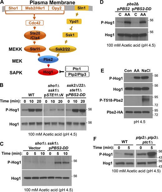 Figure 1. Refer to the image caption for details.