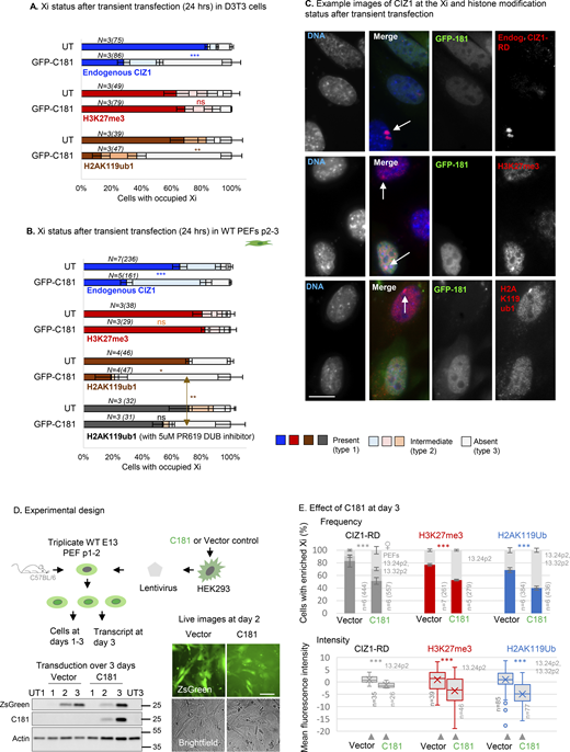 Effect of CIZ1 anchor domain on histone posttranslational modifications. (A) Graphs show the frequency of endogenous CIZ1–Xi assemblies in a cycling population of female D3T3 cells, comparing transfected and untransfected cells in the same population. Endogenous CIZ1 assemblies are detected via CIZ1-RD and classified into three categories; present, absent or intermediate. Middle and lower graphs show the frequency of repressive histone marks in cells that are, or are not transfected with GFP-C181. N is replicate analyses with nuclei scored in parentheses. Comparisons are by t test. For endogenous CIZ1 in UT and C181 cells P = 0.00023, for H3K27me3 P = 0.60, for H2AK119ub1 P = 0.0073. Error bars show SEM. (B) As in A, except that all data is derived from analysis of female primary embryonic fibroblasts (PEFs) at passages 2–3. For endogenous CIZ1 in UT and C181 cells P = 0.00033 for H3K27me3 P = 0.79, for H2AK119ub1 P = 0.016, performed on present (type 1) categories. Also shown is the effect of 5 μM PR619 on H2AK119ub1 loss, where P = 0.0099 for the no CIZ1 category (type 3). Error bars show SEM. (C) Example images of endogenous CIZ1 and histone marks (red) in untransfected (UT) and C181 transfected (green) WT PEF populations. The bar is 10 μm. (D) Lentivirus encoding C181 and/or ZSGreen was used to infect three independent populations of WT murine primary embryonic fibroblasts (PEFs) at passage 1–2. Below, expression was verified by western blot of ectopic CIZ1 (exon 17) and beta-actin in whole cell lysates over 3 days, compared to untreated control populations (UT) at days 1 and 3. Below right, live cell images of ZsGreen and brightfield images of PEFs at day 2 after transduction. Bar is 50 μm. (E) Comparison of vector-only populations to those transduced with C181 showing the frequency of cells with CIZ1–Xi assemblies (gray), H3K27me3 (red) or H2AK119ub1 (blue). n denotes replicate analyses with total nuclei inspected in parentheses. PEF cell populations are in gray. Comparisons are by unpaired t test where P < 0.001 in all cases. Error bars show SEM. Below are box and whisker plots showing mean nuclear intensity measures for cells transduced with C181 or vector control, normalized to the mean of vector-only control cells. Source data are available for this figure: SourceData F4.