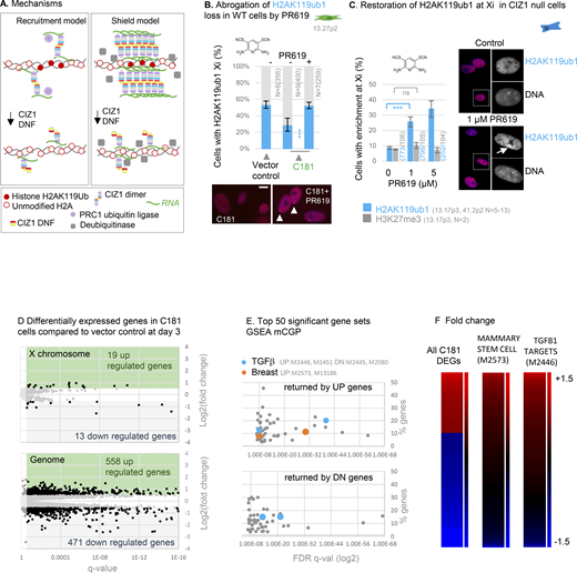 Effect of CIZ1 anchor domain on gene expression. (A) Possible mechanisms by which CIZ1 assemblies might influence H2AK119ub1 dynamics on Xi chromatin. Recruitment model: CIZ1–Xist assemblies contribute to recruitment or activation of PRC1, supporting H2AK119ub1 deposition. Shield model: Multiple CIZ1 dimers and RNAs coalesce to form a molecular shield at the Xi which blocks access to deubiquitinating enzymes, supporting H2AK119ub1 preservation. (B) Frequency of cells with H2AK119ub1 at the Xi in the vector-only population, and cells transduced with C181, without and with the DUB inhibitor PR619 (5 μM). N is replicate analyses with total nuclei inspected in parentheses. Comparisons are by unpaired t test. Error bars show SEM. Below are example images taken under standardized conditions showing H2AK119ub1 in red in C181-transduced WT primary embryonic fibroblasts. (C) Restoration of H2AK119ub1 enrichment at Xi in CIZ1 null primary embryonic fibroblasts by PR619. In untreated cells ∼10% of cells have H2AK119ub1 enriched Xi’s, which increased to ∼35% within 24 h of treatment, while H3K27me3 remains unchanged. Error bars show SEM. Right, example images of H2AK119ub1 in CIZ1 null primary embryonic fibroblasts. (D) Differentially expressed genes in C181 expressing PEFs, compared to vector control, showing log2 fold change in FPKM against false-detection rate (FDR) corrected q value, and inclusion threshold of q < 0.05 and absolute log2FC > 1. (E) Gene set enrichment analysis of all gene sets derived from chemical or genetic perturbation of murine cells (mCGP). Significance indicator is plotted against % genes in overlap for the top 50 sets returned by C181-induced UP genes and C181-induced DN genes. Those linked with TGFβ or breast cells are highlighted in blue and orange respectively, and set identifiers are given in gray. Source data is given in Data S3. (F) Heat maps showing C181 DEGs (left, q < 0.05 log2FC 1), all genes in mammary stem cell set M2573 (Lim et al., 2010) (middle), and all genes in TGFβ target set M2446 (Plasari et al., 2009) (right), where C181-induced fold change of +1.5 or over is maximally red and less than −1.5 is maximally blue. Gene names and source data are given in Data S3.