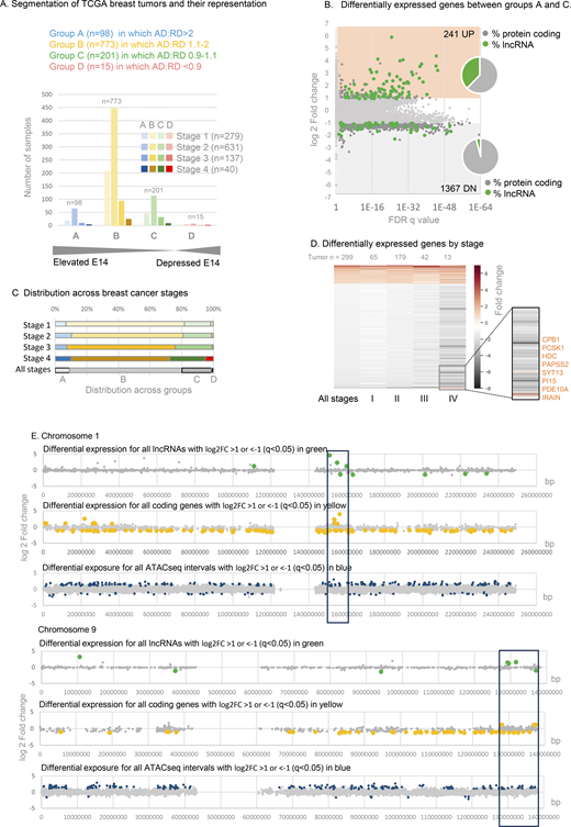 Gene expression in TCGA breast cancers with elevated CIZ1 anchor domain. (A) Classification of TCGA breast tumor transcriptomes based on the ratio of CIZ1 AD (exon 14) to RD (exon 5) to create a DNF index comprising groups A–D, shown after segregation by tumor stage. See also Data S4. (B) Differentially expressed genes between groups A (greater than twofold elevation of AD) and C (equal ±10%), showing 241 UP (log2FC ≥ 1) and 1367 DN (log2FC ≤ 1), where q < 0.05. Inset, pie charts show the proportion that are lncRNAs (green) or protein-coding genes (gray). (C) TCGA breast cancers are subdivided by stage, showing representation across the DNF index as % (see also Fig. S4). (D) Heat map showing all differentially expressed genes derived from comparison of groups A and C, and their representation across stages I–IV. Inset, a highlight of a small subset of mostly enzyme encoding genes whose expression is suppressed in early stages but which switch to UP genes in stage IV disease. (E) Example chromosomes 1 and 9 showing, top, differentially expressed lncRNAs (green) returned by comparison of TCGA breast tumors with DNF index A (elevated AD) compared with C (balanced RD and AD). Unaffected genes are shown in gray. Middle, as above for protein-coding genes (yellow). Lower, chromatin accessibility was revealed by ATACseq in eight group A tumors compared with 15 group C tumors, with non-significant intervals in gray and differentially accessible intervals in blue. ATACseq peaks are evident across all chromosomes, and within cluster regions are exclusively UP. The cluster region is marked with a box (10 Mb).