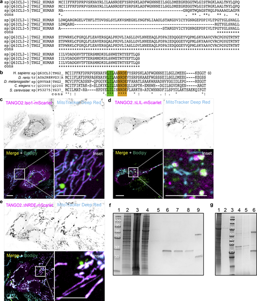 TANGO2 isoform alignment, location in U2OS cells, and purification in HEK293 cells. (a) In silico sequence alignments of the full-length TANGO2 isoforms 1 (UniProt ID: Q6ICL3-1), 2 (UniProt ID: Q6ICL3-2), and 5 (UniProt ID: Q6ICL3-5), using T-COFFEE server. Asterisks (*) indicate fully conserved residues, while a colon (:) and a period (.) represent strongly and weakly similar properties in the amino acid sequence. (b) Multiple sequence alignment of the 40 amino-terminal residues of TANGO2 orthologs in Homo sapiens, Danio rerio, Drosophila melanogaster, Caenorhabditis elegans, and Saccharomyces cerevisiae, using T-COFFEE software. The conserved regions LIL (green) and NRDE (orange) are highlighted. (c–e), U2OS cells transfected with TANGO2.Iso1-mScarlet (c), or the mutants TANGO2.∆LIL-mScarlet (d) and TANGO2.∆NRDE-mScarlet (e) (magenta) were incubated with the LD marker Bodipy Green and the mitochondrial marker MitoTracker Deep Red (cyan). Squares indicate the magnification area (inset). Scale bars = 10 µm. (f) Representative Coomassie staining gel of TANGO2.Flag purification. Lanes were loaded with samples of molecular marker (1, in kDa), cell lysate (2), pellet (3), flow-through fraction after bead binding (4), flow-through fraction after ATP wash (5), first elution (6), second elution (7), third elution (8), and beads (9). (g) Representative Coomassie staining gel of TANGO2.∆NRDE.Flag purification. Lanes were loaded with samples of cell lysate (1), flow-through fraction after ATP wash (2), molecular marker (3, in kDa), first elution (4), second elution (5), and beads (6). Source data are available for this figure: SourceData FS1.