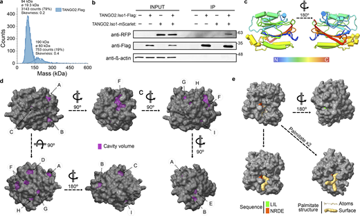 Structure of TANGO2 and interaction simulation. (a) Mass distribution for TANGO2.Flag oligomers by mass photometry. (b) HepG2 cells cotransfected with TANGO2.Flag and TANGO2.mScarlet were immunoprecipitated (IP) with anti-flag resin followed by western blot analysis. The left and right panels show cell lysate input and IP, respectively. The top membrane shows immunoblotting against RFP. Flag and β-actin were used as IP and loading controls. (a–c) Cylinder (α-helices) and arrow (β-sheets) cartoon representation of the TANGO2 isoform 1 structure. The rainbow-colored chain indicates the beginning of the amino-terminal sequence (blue) to the carboxyl-terminal sequence (red) of TANGO2. The N° indicates the rotation degrees of the protein structure in the y axis. (d) Visualization of the cavitation (violet) from KVFinder in the predicted three-dimensional surface of the TANGO2 isoform 1 protein. (e) Position of the LIL and NRDE sequences in the TANGO2 structure and interaction simulation with one and two palmitate chains by AlphaFold 3.0. All structural representations of TANGO2 are based on AlphaFold prediction and visualized using UCSF ChimeraX. Source data are available for this figure: SourceData F4. Refer to the image caption for details.