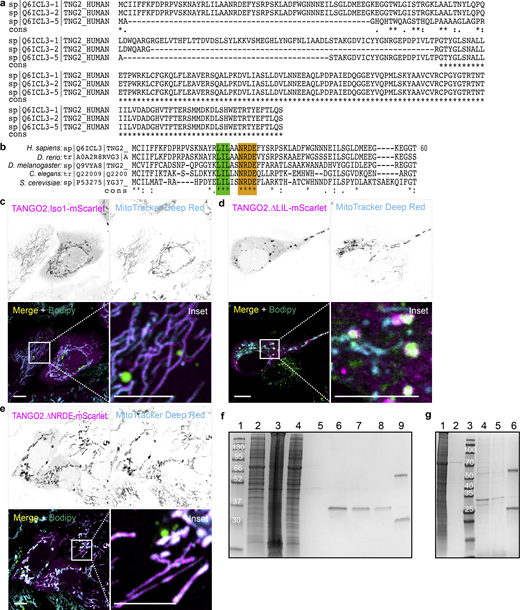 TANGO2 isoform alignment, location in U2OS cells, and purification in HEK293 cells. (a) In silico sequence alignments of the full-length TANGO2 isoforms 1 (UniProt ID: Q6ICL3-1), 2 (UniProt ID: Q6ICL3-2), and 5 (UniProt ID: Q6ICL3-5), using T-COFFEE server. Asterisks (*) indicate fully conserved residues, while a colon (:) and a period (.) represent strongly and weakly similar properties in the amino acid sequence. (b) Multiple sequence alignment of the 40 amino-terminal residues of TANGO2 orthologs in Homo sapiens, Danio rerio, Drosophila melanogaster, Caenorhabditis elegans, and Saccharomyces cerevisiae, using T-COFFEE software. The conserved regions LIL (green) and NRDE (orange) are highlighted. (c–e), U2OS cells transfected with TANGO2.Iso1-mScarlet (c), or the mutants TANGO2.∆LIL-mScarlet (d) and TANGO2.∆NRDE-mScarlet (e) (magenta) were incubated with the LD marker Bodipy Green and the mitochondrial marker MitoTracker Deep Red (cyan). Squares indicate the magnification area (inset). Scale bars = 10 µm. (f) Representative Coomassie staining gel of TANGO2.Flag purification. Lanes were loaded with samples of molecular marker (1, in kDa), cell lysate (2), pellet (3), flow-through fraction after bead binding (4), flow-through fraction after ATP wash (5), first elution (6), second elution (7), third elution (8), and beads (9). (g) Representative Coomassie staining gel of TANGO2.∆NRDE.Flag purification. Lanes were loaded with samples of cell lysate (1), flow-through fraction after ATP wash (2), molecular marker (3, in kDa), first elution (4), second elution (5), and beads (6). Source data are available for this figure: SourceData FS1. Refer to the image caption for details.