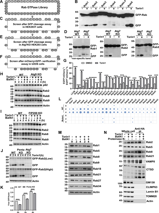 Identification of a set of Rab GTPases subjected to autophagic degradation. (A) The collection of human Rab GTPases. If there are multiple isoforms for one Rab GTPase, only isoform A was chosen on the screen. (B and C) HEK293T cells transiently expressing GFP-Rab GTPases were treated with DMSO or Torin1 for 4 h. Free GFP was detected by western blot. Summary of Rab GTPases screened by GFP cleavage assay. Note that Rab1, Rab2, Rab3, Rab4, Rab4L, and Rab5 in Fig. 2 B and Fig. S1 A are for repeated use. (D and E) Atg7 KO HEK293 cells transiently expressing GFP-Rab GTPases were treated with DMSO or Torin1 for 4 h. Free GFP was detected by western blot. Summary of Rab GTPases screened by GFP cleavage assay. Note that Rab1, Rab2, and Rab3 in Fig. 2 D and Fig. S1 B are for repeated use. (F and G) U2OS cells transiently expressing mCherry-GFP-LC3B or mCherry-GFP-Rab GTPases were treated by DMSO or Torin1 for 4 h, mCherry+GFP− puncta indicated lysosomal degradation, mCherry+GFP− puncta were included for quantification (N = 20 cells per group). Scale bars, 10 µm. Data are shown as means ± SEM and analyzed with Student’s t test (two-tailed, unpaired). ***P < 0.001. (H) HeLa and Atg9 KO HeLa cells were treated by Torin1 or Torin1 and Bafilomycin A1 for 0, 2, or 4 h, and the levels of endogenous Rab2, Rab8, Rab9, and p62 were measured by western blot. (I) HeLa and FIP200 KO HeLa cells were treated by Torin1 or Torin1and Bafilomycin A1 for 0, 2, or 4 h, and the levels of endogenous Rab2, Rab8, Rab9, and p62 were measured by western blot. (J and K) HeLa WT, Penta KO HeLa, and Atg7 KO HeLa cells transiently expressing GFP-Rab2, were treated by Torin1 or Torin1 and Bafilomycin A1 for 0, 2, or 4 h, and quantification of cleavage GFP is shown in K. Data are shown as means ± SEM and analyzed with one-way ANOVA. ***P < 0.001. (L) HEK293T cells transiently expressing GFP-Rab GTPases or the prenylation-deficient mutants, were treated by Torin1 for 0, 2, or 4 h, and the cleavage of GFP-Rab GTPases was analyzed by western blot. Spot size correlates to band intensity (in Fig. S2 N). Followed by quantification of the band intensity using ImageJ software. (M) HEK293T cells were treated with Torin1 or Torin1 and Bafilomycin A1 for 0, 2, or 4 h, the levels of endogenous Rab1, 5, 8, 9, 18, 21, 27, 34 were measured by western blot. (N) Lysosome purification using the lysoIP method. Immunoblotting for protein markers of various subcellular compartments in whole-cell lysates, purified lysosomes, or Rab GTPases. Lysates were prepared from cells expressing 3 × HA-tagged TMEM192, treated with Torin1, Torin1, and Bafilomycin A1 or Torin1+Bafilomycin A1+Proteinase K. The protein levels of Rab2, 5, 8, 21, VAMP8, CSTD, GM130, CLIMP63, Lamin B1, TOMM20, and actin were analyzed by western blot. Molecular weight measurements are in kD. Source data are available for this figure: SourceData F2.