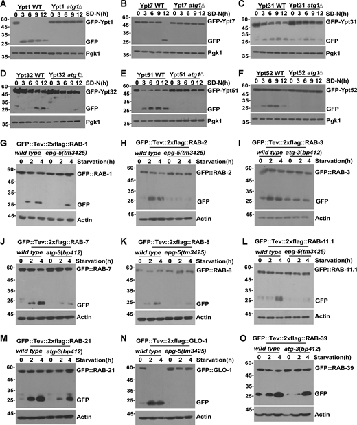 Autophagic degradation of Rab GTPases is conserved in S. cerevisiae and C. elegans. (A–F) GFP-Ypt1(Ypt7, Ypt31, Ypt32, Ypt51, Ypt52) or GFP-Ypt1(Ypt7, Ypt31, Ypt32, Ypt51, Ypt52) atg1∆yeast GFP-KI strains were cultured in SD-N medium for 0, 3, 6, 9, 12 h. The cleavage of GFP-Ypt1 (Ypt7, etc.) was analyzed by western blot. Pgk1 served as a loading control. (G–O) GFP-KI C. elegans strains: GFP::Tev::2×flag::RABs (1, 2, etc.), GFP::Tev::2×flag:: RABs with epg-5(tm3425) and GFP::Tev::2×flag:: RABs with atg-3(bp412) were maintained on nematode growth medium plates without E. coli OP50. Lysosomal cleavage of GFP of C. elegans strains was analyzed by western blot. Molecular weight measurements are in kD. Source data are available for this figure: SourceData F3. Refer to the image caption for details.