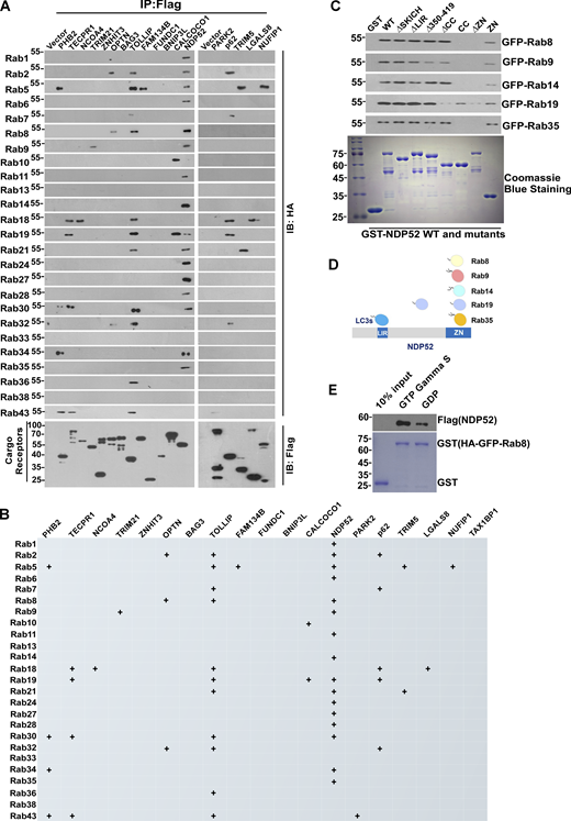 Rab GTPases interact with cargo receptors for autophagic degradation. (A) The interaction of Rab GTPases with selective autophagy receptors. Flag-tagged selective autophagy receptors were expressed individually in HEK293T cells, which simultaneously expressed HA-GFP-Rab GTPases. IP was performed with anti-HA beads, which was followed by western blot for Flag-tagged selective autophagy receptors. (B) Summary of interactions between Rab GTPases and selective autophagy receptors. (C) In vitro interaction between GST-NDP52 WT, GST-NDP52 mutants, and the Rab GTPases were analyzed by GST pulldown assay using purified recombinant proteins (in Fig. S2, E and F). (D) Illustration of NDP52 domain interacting with Rab GTPases. (E) Recombinant protein of FLAG-NDP52 was incubated with immobilized GST-Rab8 loaded with GDP or GTP-γ-S for GST pull-down assay. The beads were washed and analyzed by western blot for FLAG (NDP52). The amounts of GST proteins were indicated by Coomassie blue staining. Molecular weight measurements are in kD. Source data are available for this figure: SourceData F4.