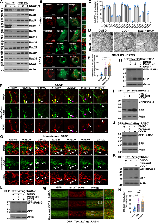 Mitophagy induction triggers mitochondria-targeting of Rab GTPases. (A) Atg7 WT or Atg7 KO HEK293 cells were treated by 10 µM CCCP for 0, 2, or 4 h, whole cell lysates were collected, and the levels of endogenous Rab GTPases were measured by western blot. (B and C) U2OS cells transiently expressing GFP-Rab GTPases. 24 h after transfection, cells were treated by DMSO as control or 10 µM CCCP for 4 h. The colocalization of Rab GTPases and endogenous TOMM20 were analyzed by confocal microscopy, cells were included for quantification in C (n = 20 cells per group). Scale bars, 10 µm. The scale bars in the magnification boxes are 2 µm. Data are shown as means ± SEM. (D and E) PINK1 KO HEK293 cells transiently expressing HA-GFP-Rab8, 24 h after transfection, cells were treated with DMSO, 10 µM CCCP, or 10 µM CCCP and Bafilomycin A1 for 4 h, and labeled with anti-GFP antibodies followed by gold particles. Scale bars, 500 nm. The colocalization of HA-GFP-Rab8 and mitochondria membrane was analyzed by the number of gold particles of HA-GFP-Rab8 per mitochondria, and quantified in E. For DMSO, n = 27 cells; for CCCP, n = 35 cells; CCCP and Bafilomycin A, n = 37 cells. Data are shown as mean ± SEM and analyzed with Kruskal–Wallis test. ***P < 0.001. (F) U2OS cells transiently expressing mNeonGreen-Rab8, 24 h after transfection, cells were incubated with mitochondrial dye (PK Mito Orange, PKMO-2, Genvivo) for 30 min at 37°C. After washing cells two to three times with warm culture medium, the culture dish was mounted on the microscope (NanoInsights, Multi-SIM) to maintain incubation conditions at 37°C and 5% CO2. Time-lapse images were taken immediately after CCCP treatment (10 µM). Scale bar, 1 µm. (G) U2OS cells transiently expressing mNeonGreen-Rab8, 24 h after transfection, cells were treated with Nocodazole (10 µM) for 4 h, then incubated with mitochondrial dye (PK Mito Orange, PKMO-2, Genvivo) for 30 min at 37°C. After washing cells two to three times with a warm culture medium, the culture dish was mounted on the microscope (NanoInsights, Multi-SIM) to maintain incubation conditions at 37°C and 5% CO2. Time-lapse images were taken immediately after CCCP (10 µM) + Nocodazole (10 µM) treatment. Scale bar, 1 µm. (H–L) GFP-KI C. elegans strains: GFP::Tev::2×flag::RAB-1 (RAB-2, RAB-7, RAB-8, RAB-21), were treated with DMSO, Paraquat (8 mM) or CCCP (15 µM) for 4 h. The cleavage of GFP::Tev::2×flag::RAB-1(RAB-2, RAB-7, RAB-8, RAB-21) was analyzed by western blot. (M and N) GFP-KI C. elegans strains (GFP::Tev::2×flag::RAB-1) were treated with DMSO, Paraquat (8 mM), or CCCP (15 µM) for 2 h, staining with MitoTracker Red, and analyzed by confocal microscopy for GFP::RAB-1+ MtioTracker+ puncta, and quantified in N (n = 64 animals per group). Scale bars, 10 µm. The scale bars in the magnification boxes are 2 µm. Data are shown as mean ± SEM and analyzed with Kruskal–Wallis test. **P < 0.01, ***P < 0.001. Molecular weight measurements are in kD. Source data are available for this figure: SourceData F5.