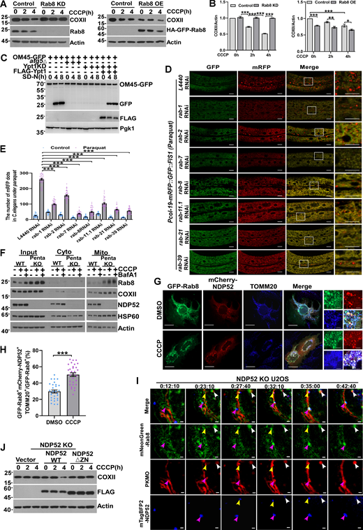 Rab GTPases promotes mitophagy by recruiting mitophagy receptor. (A and B) HEK293T cells transiently expressing shRNA of Rab8 (Rab8 KD) or HA-GFP-Rab8 (Rab8 OE), were treated with DMSO or CCCP (10 µM) for 0, 2, or 4 h, and endogenous Rab8 or COXII were measured by western blot. Quantification is shown in B. Data are shown as means ± SEM and analyzed with one-way ANOVA. *P < 0.05, **P < 0.01, ***P < 0.001. (C) OM45-GFP, OM45-GFP-atg5∆, OM45-GFP-Ypt1 KD, OM45-GFP-Ypt1 KD (FLAG-Ypt1) yeast strains were cultured in SD-N medium for 0, 4, 8 h. The cleavage of OM45-GFP was analyzed by western blot. Pgk1 served as a loading control. (D and E) Representative confocal images of Pcol-19-mRFP::GFP::FIS1(zjuSi374) transgenic animals treated with rab-1, rab-2, rab-7, rab-8, rab-11.1, rab-21, rab-39, and control L4440 (empty vector) RNAi for 4 h at Paraquat treatment, and quantified in E, C. elegans (n = 40) were counted for each pair of analyses. Scale bars, 10 µm. The scale bars in the magnification boxes are 2 µm. Data are shown as mean ± SEM and analyzed with one-way ANOVA. ***P < 0.001. (F) HeLa WT and Penta KO HeLa cells were treated with 10 µM CCCP or 10 µM CCCP and Bafilomycin A1 for 2 h, and fractions were isolated. The Input group represents the total proteins, the Cyto group represents the cytoplasmic component, and the Mito group represents the mitochondrial component proteins, which were collected and analyzed by western blot. (G and H) U2OS cells transiently expressing GFP-Rab8 and mCherry-NDP52, cells were treated with 10 µM CCCP for 4 h, the colocalization of Rab8, NDP52 and endogenous TOMM20 was analyzed by confocal microscopy in H. For GFP-Rab8, mCherry-NDP52, and TOMM20 (DMSO), n = 30; for GFP-Rab8, mCherry-NDP52, and TOMM20 (CCCP), n = 30. Scale bars, 10 µm. The scale bars in the magnification boxes are 2 µm. Data are shown as mean ± SEM and analyzed with Student’s t test (two-tailed, unpaired). ***P < 0.001. (I) NDP52 KO U2OS cells transiently expressing mNeonGreen-Rab8 and mTagBFP2-NDP52, 24 h after transfection, cells were incubated with mitochondrial dye (PK Mito Orange, PKMO-2, Genvivo) for 30 min at 37°C. After washing cells two to three times with a warm culture medium, the culture dish was mounted on the microscope (NanoInsights, Multi-SIM) to maintain incubation conditions at 37°C and 5% CO2. Time-lapse images were taken after CCCP treatment (10 µM) for 10 min. Scale bar, 1 µm. (J) NDP52 KO HeLa cells expressing mCherry-Parkin were transfected with Vector, Flag-NDP52WT, or Flag-NDP52∆ZN were treated with 10 µM CCCP for 0, 2, or 4 h, whole cell lysates were collected and analyzed by western blot. Molecular weight measurements are in kD. Source data are available for this figure: SourceData F6.
