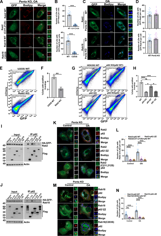 Rab GTPases mediate lipophagy in mammalian cells. (A and B) Penta KO HeLa cells transiently expressing HA-GFP-Rab2 WT, HA-GFP-Rab2 (C211, 213S), HA-GFP-Rab18 WT, HA-GFP-Rab18 (C203S), cells were treated with 200 µM/liter OA for 6 h. Cells were stained with Bodipy, quantified in B (n = 25 cells per group). Scale bars, 10 µm. The scale bars in the magnification boxes are 2 µm. Data are shown as mean ± SEM and analyzed with Student’s t test (two-tailed, unpaired). ***P < 0.001. (C and D) HeLa WT or Penta KO HeLa cells were transfected with HA-GFP-Rab2, HA-GFP-Rab18, treated with 200 µM/liter OA for 6 h. Cells were stained with Bodipy, quantified in D (n = 30 cells per group). Scale bars, 10 µm. The scale bars in the magnification boxes are 2 µm. Data are shown as mean ± SEM and analyzed with Student’s t test (two-tailed, unpaired). (E and F) Representative FACS scatterplots of GFP and mCherry fluorescence in WT or Rab2 KO U2OS cells. Cells expressing mCherry-GFP-livedrop were serum-starved for 24 h, quantified in F, data was obtained from three independent replicates. Data are shown as means ± SEM and analyzed with Student’s t test (two-tailed, unpaired). **P < 0.01. (G and H) Representative FACS scatterplots of GFP and mCherry fluorescence in HEK293 WT, p62 KO HEK293, p62 KO HEK293 (p62WT), or p62 KO HEK293(p62∆ZZ) cells. Cells expressing mCherry-GFP-livedrop were serum-starved for 24 h, quantified in H. Data are shown as means ± SEM and analyzed with one-way ANOVA. *P < 0.05, ***P < 0.001. (I and J) HEK 293T cells were co-transfected with FLAG-p62 constructs and HA-GFP-Rab2 or HA-GFP-Rab18, cell lysates were collected, coimmunoprecipitation was performed and analyzed by western blot. (K and L) Penta KO HeLa cells transiently expressing HA-GFP-Rab2 and mCherry-p62, HA-GFP-Rab2 (C211, 213S) and mCherry-p62, HA-GFP-Rab2 and mCherry-p62∆ZZ, were treated with 200 µM/l OA for 6 h. Cells were stained with Bodipy, quantified in L (n = 20 cells per group). Scale bars, 10 µm. The scale bars in the magnification boxes are 2 µm. Data are shown as mean ± SEM and analyzed with Kruskal–Wallis test. ***P < 0.001. (M and N) Penta KO HeLa cells were transfected with HA-GFP-Rab18 and mCherry-p62, HA-GFP-Rab18 (C203S), and mCherry-p62, HA-GFP-Rab18 and mCherry-p62∆ZZ, treated with 200 µM/liter OA for 6 h. Cells were stained with Bodipy, quantified in N (n = 20 cells per group). Scale bars, 10 µm. The scale bars in the magnification boxes are 2 µm. Data are shown as mean ± SEM and analyzed with Kruskal–Wallis test. **P < 0.01, ***P < 0.001. Molecular weight measurements are in kD. Source data are available for this figure: SourceData F7.