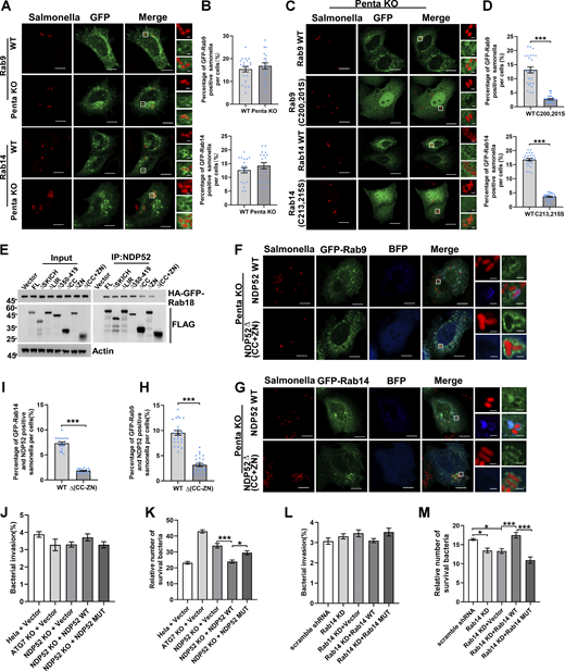Rab GTPases mediate xenophagy in mammalian cells. (A and B) HeLa WT or Penta KO HeLa cells were transfected with HA-GFP-Rab9, HA-GFP-Rab14, infected WT-RFP-marked S. typhimuriun (Samonella) for 4 h and analyzed by confocal microscopy. Quantified in B (n = 20 cells per group). Scale bars, 10 μm. The scale bars in the magnification boxes are 2 µm. Data are shown as mean ± SEM analyzed with Student’s t test (two-tailed, unpaired). (C and D) Penta KO HeLa cells transiently expressing HA-GFP-Rab9 WT, HA-GFP-Rab9 (C200, 201S), HA-GFP-Rab14 WT, HA-GFP-Rab14 (C213, 215S), were infected WT-RFP-marked S. typhimuriun (Salmonella) for 4 h and analyzed by confocal microscopy. Quantified in D (n = 25 cells per group). Scale bars, 10 µm. The scale bars in the magnification boxes are 2 µm. Data are shown as mean ± SEM and analyzed with Student’s t test (two-tailed, unpaired). ***P < 0.001. (E) HEK 293T cells were co-transfected with HA-GFP-Rab18 and FLAG-NDP52 constructs, cell lysates were collected, coimmunoprecipitation were performed and analyzed by western blot. (F and H) Penta KO HeLa cells transiently expressing HA-GFP-Rab9 and BFP-NDP52 WT or HA-GFP-Rab9 and BFP-NDP52∆(CC+ZN), were infected WT-RFP-marked S. typhimuriun (Salmonella) for 4 h and analyzed by confocal microscopy. Quantified in H (n = 25 cells per group). Scale bars, 10 µm. The scale bars in the magnification boxes are 2 µm. Data are shown as mean ± SEM and analyzed with Student’s t test (two-tailed, unpaired). ***P < 0.001. (G and I) Penta KO HeLa cells were transfected with HA-GFP-Rab14 and BFP-NDP52 WT or HA-GFP-Rab14 and BFP-NDP52∆(CC+ZN), infected WT-RFP-marked S. typhimuriun (Samonella) for 4 h and analyzed by confocal microscopy. Quantified in I (n = 20 cells per group). Scale bars, 10 µm. The scale bars in the magnification boxes are 2 µm. Data are shown as mean ± SEM and analyzed with Student’s t test (two-tailed, unpaired). ***P < 0.001. (J and K) Invasion in J and viability in K of WT-RFP-marked S. typhimuriun (Salmonella) in HeLa, Atg7 KO HeLa, NDP52 KO HeLa, NDP52 KO HeLa rescued with NDP52WT, or NDP52 KO HeLa rescued with NDP52∆(CC+ZN). Quantitative data were obtained from six independent replicates. Data are shown as mean ± SEM and analyzed with one-way ANOVA. *P < 0.05, ***P < 0.001. (L and M) Invasion in L and viability in M of WT-RFP-marked S. typhimuriun (Salmonella) in Rab14 KD HEK23T rescued with Rab14 WT or Rab14 (C213, 215S). Quantitative data were obtained from six independent replicates. Data are shown as mean ± SEM and analyzed with one-way ANOVA. *P < 0.05, ***P < 0.001. Molecular weight measurements are in kD. Source data are available for this figure: SourceData F8.
