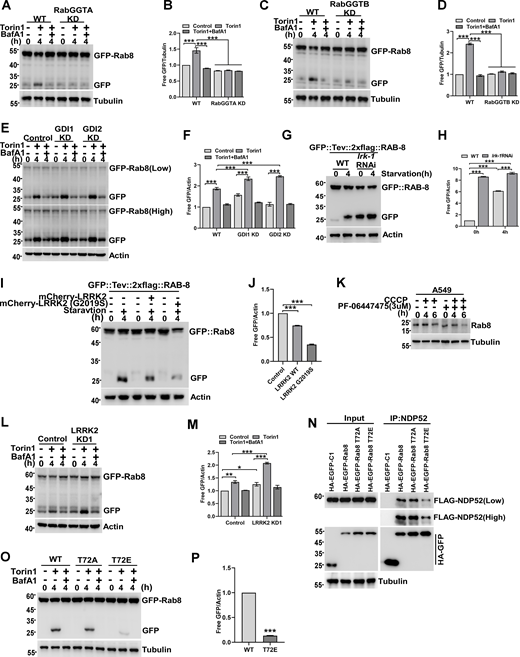 RabGGTase, GDI, and LRRK2 are regulators of Rab GTPase as autophagy cues signals. (A and B) RabGGTA KD HEK293T cells transiently expressing GFP-Rab8, were treated with Torin1 or Torin1 + Bafilomycin A1 for 0 or 4 h, Quantification of cleavage GFP is shown in B (n = 3 experimental replicates). Data are shown as means ± SEM and analyzed with one-way ANOVA. ***P < 0.001. (C and D) RabGGTB KD HEK293T cells transiently expressing GFP-Rab8, were treated with Torin1 or Torin1 + Bafilomycin A1 for 0 or 4 h, Quantification of cleavage GFP is shown in D (n = 3 experimental replicates). Data are shown as means ± SEM and analyzed with one-way ANOVA. ***P < 0.001. (E and F) GDI1 KD HEK293T, GDI2 KD HEK293T cells transiently expressing GFP-Rab8, were treated with Torin1 or Torin1 + Bafilomycin A1 for 0 or 4 h, Quantification of cleavage GFP is shown in F (n = 3 experimental replicates). Data are shown as means ± SEM and analyzed with one-way ANOVA. ***P < 0.001. (G and H) GFP::Tev::2×flag::RAB-8 C. elegans strains were treated with lrk-1 RNAi were maintained on nematode growth medium plates without E. coli OP50 for 4 h. Quantified in H. Data are shown as mean ± SEM and analyzed with one-way ANOVA. ***P < 0.001. (I and J) GFP::Tev::2×flag::RAB-8 C. elegans strains were overexpression of LRRK2 WT or the gain-of-function mutant LRRK2 G2019S, maintained on nematode growth medium plates without E. coli OP50 for 4 h. Quantified in J, data are shown as mean ± SEM and analyzed with one-way ANOVA. ***P < 0.001. (K) A549 cells were treated with PF-06447475 or CCCP for 0, 4, and 6 h. The endogenous Rab8 was measured by western blot. (L and M) LRRK2 KD HEK293T cells were treated with Torin1 or Torin1 and Bafilomycin A1 for 0, 4 h. Quantification of cleavage GFP is shown in M (n = 3 experimental replicates). Data are shown as means ± SEM and analyzed with one-way ANOVA. *P < 0.05, **P < 0.01, ***P < 0.001. (N) HEK293T cells transiently expressing HA-GFP-Rab8, HA-GFP-Rab8 T72A, HA-GFP-Rab8 T72E, and FLAG-NDP52. IP was performed with anti-HA beads, which was followed by western blot for Flag-NDP52. (O and P) HEK293T cells transiently expressing HA-GFP-Rab8, HA-GFP-Rab8 T72A, and HA-GFP-Rab8 T72E were treated with Torin1 or Torin1 and Bafilomycin A1 for 0, 4 h, Quantification of cleavage GFP is shown in P (n = 3 experimental replicates). Data are shown as means ± SEM and analyzed with Student’s t test (two-tailed, unpaired). ***P < 0.001. Molecular weight measurements are in kD. KD, knockdown. Source data are available for this figure: SourceData F9.