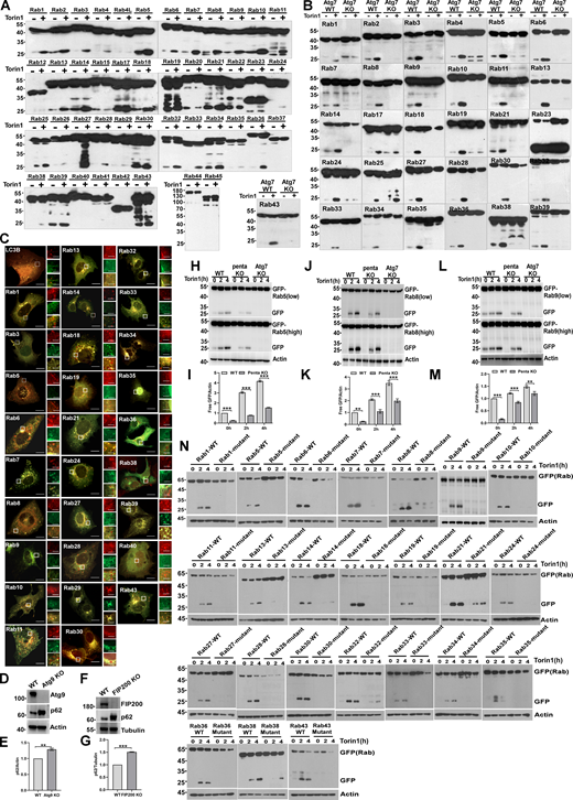 Identification of a set of Rab GTPases is degraded via macroautophagy. (A) HEK293T cells transiently expressing HA-GFP-Rab GTPases were treated by DMSO or Torin1 for 4 h, and the lysosomal cleavage of GFP-Rab GTPases was analyzed by western blot. Note that Rab1, Rab2, Rab3, Rab4, Rab4L, and Rab5 in Fig. 2 B and Fig. S1 A are for repeated use. (B) HEK293 or HEK293 Atg7 KO cells transiently expressing GFP-Rab GTPases were treated by DMSO or Torin1 for 4 h, and the cleavage of GFP-Rab GTPases was analyzed by western blot. Note that Rab1, Rab2, and Rab3 in Fig. 2 D and Fig. S1 B are for repeated use. (C) U2OS cells transiently expressing mCherry-GFP-Rab GTPases or mCherry-GFP-LC3B were treated by Torin1 for 2 h, mCherry+GFP− puncta indicate lysosomal degradation of GFP-Rab GTPases or GFP-LC3B. Scale bars, 10 µm. The scale bars in the magnification boxes are 2 µm. (D and E) The levels of endogenous p62 in HeLa WT or Atg9 KO HeLa were measured by western blot and quantified in B. Data are shown as means ± SEM and analyzed with Student’s t test (two-tailed, unpaired). **P < 0.01. (F and G) The levels of endogenous p62 in HeLa WT or FIP200 KO HeLa were measured by western blot and quantified in D. Data are shown as means ± SEM and analyzed with Student’s t test (two-tailed, unpaired). ***P < 0.001. (H and I) HeLa WT, Penta KO HeLa, and Atg7 KO HeLa cells transiently expressing GFP-Rab5, were treated by Torin1 or Torin1 and Bafilomycin A1 for 0, 2 or 4 h, and quantification of cleavage GFP is shown in I. Data are shown as means ± SEM and analyzed with one-way ANOVA. ***P < 0.001. (J and K) HeLa WT, Penta KO HeLa, and Atg7 KO HeLa cells transiently expressing GFP-Rab8, were treated by Torin1 or Torin1 and Bafilomycin A1 for 0, 2, or 4 h, and quantification of cleavage GFP is shown in K. Data are shown as means ± SEM and analyzed with one-way ANOVA. **P < 0.01, ***P < 0.001. (L and M) HeLa WT, Penta KO HeLa and Atg7 KO HeLa cells transiently expressing GFP-Rab9, were treated by Torin1 or Torin1 and Bafilomycin A1 for 0, 2 or 4 h, and Quantification of cleavage GFP is shown in M. Data are shown as means ± SEM and analyzed with one-way ANOVA. **P < 0.01, ***P < 0.001. (N) HEK293T cells transiently expressing HA-GFP-Rab GTPases WT or HA-GFP-Rab GTPases mutant (Cys→Ser), Rab1(204, 205); Rab5(212, 213); Rab6(206, 208); Rab7(205, 207); Rab8(204); Rab9(200, 201); Rab10(199, 200); Rab11(212, 213); Rab13(200); Rab14(213, 215); Rab18 (199, 203); Rab19(215, 217); Rab21(221, 222); Rab24(200, 201); Rab27(219, 221); Rab28(218); Rab30(199, 200); Rab32(224, 225); Rab33(235, 237); Rab34(257, 258); Rab35(200, 201); Rab36(332, 333); Rab38(205, 208); Rab43(210, 212) were treated by Torin1 for 0, 2, or 4 h, and the cleavage of GFP-Rab GTPases was analyzed by western blot. Molecular weight measurements are in kD. Source data are available for this figure: SourceData FS1.
