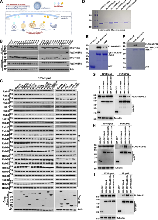 Identification of binary interactions between Rab GTPases and receptors. (A) Schematic representation of hypothesized localization of Rab GTPases. (B) HEK293T cells transiently expressing HA-GFP-Rab GTPases and Flag-TAX1BP1, cell lysates were collected and analyzed for the interaction by coimmunoprecipitation. (C) HEK293T cells transiently expressing HA-GFP-Rab GTPases and Flag-receptors, cell lysates were collected and analyzed by coimmunoprecipitation. (D) Expression and purification recombinant proteins of HA-GFP-Rab GTPases (2, 8, 9, 14, 19, and 35). (E) Recombinant protein of FLAG-NDP52 was incubated with immobilized GST-Rab9 loaded with GDP or GTP-γ-S for GST pull-down assay. The beads were washed and analyzed by western blot for FLAG (NDP52). The amounts of GST proteins were indicated by Coomassie blue staining. (F) Recombinant protein of FLAG-NDP52 was incubated with immobilized GST-Rab35 loaded with GDP or GTP-γ-S for GST pull-down assay. The beads were washed and analyzed by western blot. The GST proteins were indicated by Coomassie blue staining. (G) HEK293T cells transiently expressing HA-GFP-Rab9 (WT, Q66L, and S21N) and FLAG-NDP52. IP was performed with anti-HA beads, which was followed by western blot for FLAG-NDP52. (H) HEK293T cells transiently expressing HA-GFP-Rab8 (WT, Q67L, and T22N) and FLAG-NDP52. IP was performed with anti-HA beads, which was followed by western blot for FLAG-NDP52. (I) HEK293T cells transiently expressing HA-GFP-Rab2 (WT, Q65L, and S20N) and FLAG-p62. IP was performed with anti-HA beads, which was followed by western blot for FLAG-p62. Molecular weight measurements are in kD. Source data are available for this figure: SourceData FS2. Refer to the image caption for details.