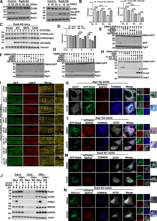 Knockout or knockdown of Rab GTPase impaired mitophagy. (A and B) HEK293T cells transiently expressing shRNA of Rab8 (Rab8 KD) or HA-GFP-Rab8 (Rab8 OE), cells were treated with DMSO or OA (10 mM oligomycin, 4 mM antimycin A) for 0, 18, or 24 h, respectively. The endogenous Rab8 or COXII were measured by western blot. Quantification is shown in B (n = 3 experimental replicates). Data are shown as means ± SEM and analyzed with one-way ANOVA. ***P < 0.001. (C and D) Rab8 KO HeLa cells transiently expressing HA-Vector, HA-Rab8, HA-Rab8 Q67L, and HA-Rab8 T22N, 24 h after transfection, were treated by 10 µM CCCP for 0, 2, or 4 h, whole cell lysates were collected and the levels of endogenous COXII was measured by western blot. Quantification is shown in D (n = 3 experimental replicates). Data are shown as means ± SEM and analyzed with one-way ANOVA. ***P < 0.001. (E) GFP, OM45-GFP-atg5∆, OM45-GFP-Ypt1KD, and OM45-GFP-Ypt7∆yeast strains were cultured in SD-N medium for 0, 4, and 8 h. The cleavage of OM45-GFP was analyzed by western blot. Pgk1 served as a loading control. (F) OM45-GFP, OM45-GFP-atg5∆, OM45-GFP-Ypt31∆, and OM45-GFP-Yp32∆yeast strains were cultured in SD-N medium for 0, 4, and 8 h. The cleavage of OM45-GFP was analyzed by western blot. Pgk1 served as a loading control. (G) OM45-GFP, OM45-GFP-atg5∆, OM45-GFP-Ypt51∆, and OM45-GFP-Yp52∆yeast strains were cultured in SD-N medium for 0, 4, and 8 h. The cleavage of OM45-GFP was analyzed by western blot. Pgk1 served as a loading control. (H) OM45-GFP, OM45-GFP-atg5∆, OM45-GFP-Ypt7∆, and OM45-GFP-Ypt7∆ (FLAG-Ypt7) yeast strains were cultured in SD-N medium for 0, 4, 8 h. The cleavage of OM45-GFP was analyzed by western blot. Pgk1 served as a loading control. (I) Representative confocal images of Pcol-19-mRFP::GFP::FIS1(zjuSi374) transgenic animals treated with rab-1, rab-2, rab-7, rab-8, rab-11.1, rab-21, rab-39, and control L4440 (empty vector) RNAi for 4 h at DMSO treatment. Scale bars, 10 µm. The scale bars in the magnification boxes are 2 µm. (J) PINK1 WT and PINK1 KO HEK293 cells were treated with 10 µM CCCP or 10 µM CCCP and Bafilomycin A1 for 2 h, and fractions were isolated. The Input group represents the total proteins, the Cyto group represents the cytoplasmic component, and the Mito group represents the mitochondrial component proteins, which were collected and analyzed by western blot. (K) Atg7 KO U2OS cells transiently expressing HA-ULK1, GFP-Rab8, and mCherry-NDP52 were treated with DMSO or CCCP for 4 h, the colocalization of Rab8, ULK1, NDP52, and endogenous TOMM20 were analyzed by confocal microscopy. Scale bars, 10 µm. The scale bars in the magnification boxes are 2 µm. (L) Atg7 KO U2OS cells transiently expressing GFP-Rab8 and mCherry-NDP52, were treated with DMSO or CCCP for 4 h, the colocalization of Rab8, ATG9, NDP52, and endogenous TOMM20 was analyzed by confocal microscopy. Scale bars, 10 µm. The scale bars in the magnification boxes are 2 µm. (M) Rab8 WT U2OS cells transiently expressing GFP-Rab8 and mCherry-NDP52, were treated with DMSO or CCCP for 4 h, the colocalization of GFP-Rab8, ATG9, NDP52, and endogenous TOMM20 was analyzed by confocal microscopy. Scale bars, 10 µm. The scale bars in the magnification boxes are 2 µm. (N) Rab8 KO U2OS cells transiently expressing GFP-C1 and mCherry-NDP52, were treated with DMSO or CCCP for 4 h, the colocalization of GFP-C1, ATG9, NDP52, and endogenous TOMM20 was analyzed by confocal microscopy. Scale bars, 10 µm. The scale bars in the magnification boxes are 2 µm. Molecular weight measurements are in kD. Source data are available for this figure: SourceData FS4.