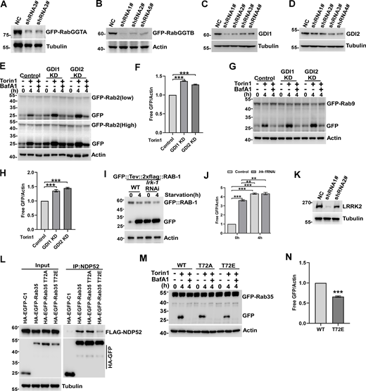 Regulators of Rab GTPase as autophagy cues signals. (A) HEK293T cells transiently expressing GFP-RabGGTA and shRNA of RabGGTA. The whole cell lysates were collected and the levels of GFP-RabGGTA were measured by western blot. (B) HEK293T cells transiently expressing GFP-RabGGTB and shRNA of RabGGTB. The whole cell lysates were collected and the levels of GFP-RabGGTB were measured by western blot. (C) HEK293T cells transiently expressing shRNA of GDI1. The whole cell lysates were collected and the endogenous levels of GDI1 were measured by western blot. (D) HEK293T cells transiently expressing shRNA of GDI2. The whole cell lysates were collected and the endogenous levels of GDI2 were measured by western blot. (E and F) GDI1 KD HEK293T, GDI2 KD HEK293T cells transiently expressing GFP-Rab2 were treated with Torin1 or Torin1 and Bafilomycin A1 for 0 or 4 h, and quantification of cleavage GFP is shown in F. Data are shown as means ± SEM and analyzed with one-way ANOVA. **P < 0.001. (G and H) GDI1 KD HEK293T, GDI2 KD HEK293T cells transiently expressing GFP-Rab9 were treated with Torin1 or Torin1 and Bafilomycin A1 for 0 or 4 h, quantification of cleavage GFP is shown in H. Data are shown as means ± SEM and analyzed with one-way ANOVA. ***P < 0.001. (I and J) GFP::Tev::2×flag::RAB-1 C. elegans strains were treated with lrk-1 RNAi were maintained on nematode growth medium plates without E. coli OP50 for 4 h. Quantified in J, Data are shown as mean ± SEM and analyzed with one-way ANOVA. **P < 0.01, ***P < 0.001. (K) HEK293T cells transiently expressing shRNA of LRRK2. The whole cell lysates were collected and the endogenous levels of LRRK2 were measured by western blot. (L) HEK293T cells transiently expressing HA-GFP-Rab35, HA-GFP-Rab35 T72A, HA-GFP-Rab35 T72E, and FLAG-NDP52. IP was performed with anti-HA beads, which was followed by western blot for FLAG-NDP52. (M and N) HEK293T cells transiently expressing HA-GFP-Rab35, HA-GFP-Rab35 T72A, HA-GFP-Rab35 T72E, were treated with Torin1 or Torin1 and Bafilomycin A1 for 0 or 4 h, Quantification of cleavage GFP is shown in N. Data are shown as means ± SEM and analyzed with Student’s t test (two-tailed, unpaired). ***P < 0.001. Molecular weight measurements are in kD. Source data are available for this figure: SourceData FS6. Refer to the image caption for details.