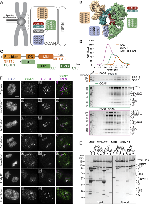 FACT forms a complex with the CCAN in vitro and localizes to the kinetochores during mitosis. (A) Scheme of the human kinetochore with a focus on subunits of the CCAN. (B) Surface representation of the structure of the human CCAN based on PDB 7QOO with the subcomplexes colored as in A. The structure lacks subunits CENP-SX. (C) Scheme of the domain architecture of the FACT complex, SPT16 in orange and SSRP1 in green. Peptidase, peptidase-like domain; DD, dimerization domain; Mid, Mid domain; AID domain, acidic intrinsically disordered domain; CTD, C-terminal domain; HMG, high mobility group. (D) Analytical SEC of FACT, CCAN including CENP-C2–545, and the resulting 18-subunit complex. Fractions were analyzed by SDS-PAGE and visualized by Coomassie staining. R* is a proteolytic product of CENP-R. (E) Amylose-resin pull-down assay with FACT, where SPT16 has an N-terminal MBP-tag, and immobilized on beads and isolated CCAN subcomplexes as preys. (F) Representative images of localization of SSRP1 during mitosis. Asynchronous RPE-1 cells were immunostained for SSRP1 to visualize the FACT complex, CREST serum was used to visualize the kinetochores, and DAPI to stain DNA. Scale bar: 5 μm. Source data are available for this figure: SourceData F1.