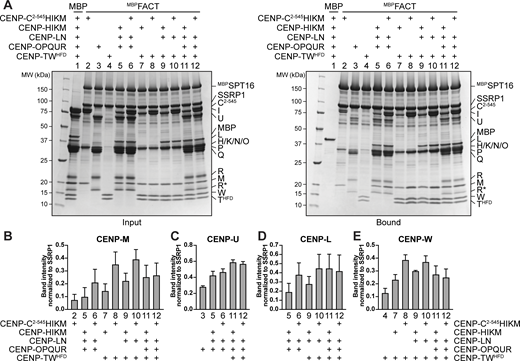 CCAN binds FACT cooperatively. (A) Amylose-resin pull-down assay with MBPFACT as bait and adding different combinations of CCAN subcomplexes as preys as indicated above the SDS-PAGE gels. MBP was used as a negative control. (B–E) Quantifications of the pull-down in A from three repeats. The band intensity of the target protein was normalized to SSRP1. One subunit per subcomplex was quantified: (B) CENP-M, (C) CENP-U, (D) CENP-L, and (E) CENP-W. Bars represent the mean and standard deviation. Source data are available for this figure: SourceData F3.