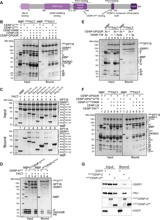 CENP-C and the N-terminal tails of CENP-QU influence the FACT/CCAN interaction. (A) Scheme of CENP-C with functional domains and their residue number indicated. Suggested FACT binding sites are indicated above the scheme. (B) Amylose-resin pull-down assay with MBPFACT as a bait to assess the binding of CENP-HIKM or CENP-HIKMLNOPQUR in the presence of CENP-C2–545 or CENP-CPEST. (C) Amylose-resin pull-down assay with a set of MBPCENP-C fusion proteins as baits spanning the entire sequence of CENP-C and FACT as a prey. (D) Amylose-resin pull-down assay using immobilized MBPCENP-CEGFP on beads and adding FACT and CENP-ANCP as preys. CENP-ANCP is the histone octamer reconstituted on a 145-bp Widom 601 sequence. (E) Amylose-resin pull-down assay with MBPFACT as a bait and either CENP-OPQUR or CENP-TW added in molar excess. (F) Amylose-resin pull-down assay with MBPFACT as a bait to analyze the influence of the CENP-QU N-terminal tails on the binding of CENP-OPQUR, CENP-C2–545HIKMLNOPQUR, and CENP-C2–545HIKMLNOPQURTWHFD. (G) Lysates prepared from STLC-synchronized DLD-1 cells expressing EGFP alone or EGFPCENP-Ufl or 115-C were subjected to immunoprecipitation using GFP-trap beads followed by western blotting with antibodies against GFP, SSRP1, and PLK1. PLK1 was used as an internal control. Source data are available for this figure: SourceData F4.