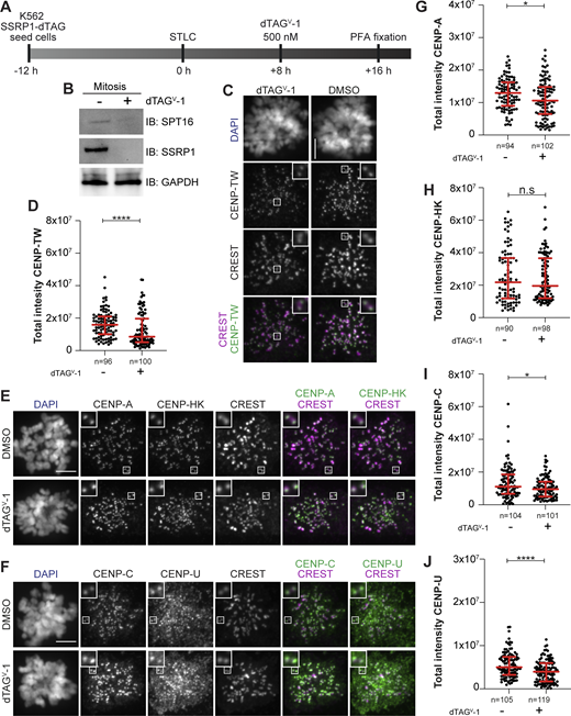 Mitotic degradation of FACT affects CENP-TW stability. (A) Schematic representation of experimental scheme used for mitotic SSRP1 dTAGV-1 treatment. (B) Western blot analysis of K562 cells treated with dTAGV-1 demonstrating the degradation of SSRP1 and a concomitant decrease in SPT16. GAPDH was used as a loading control. (C) Representative images of localization of CENP-TW after SSRP1 degradation in K562-SSRP1-dTAG cells. Cells arrested in prometaphase by STLC were treated with dTAGV-1 (500 nM) for 8 h prior to fixation. CREST serum was used to visualize kinetochores, and DAPI to stain DNA. Three biological replicates were performed. Scale bar: 5 µM. (D) Scatter plot of CENP-TW levels for the experiment shown in C. n is the number of cells. (E) Representative images of localization of CENP-A and CENP-HK after depletion of SSRP1 in K562-SSRP1-dTAG cells. Cells were first arrested in prometaphase by STLC followed by treatment with dTAGV-1 (500 nM) for 8 h prior to fixation. CREST serum was used to visualize kinetochores, and DAPI to stain DNA. Three biological replicates were performed. Scale bar: 5 μm. (F) Representative images of localization of CENP-C and CENP-U after depletion of SSRP1 in K562-SSRP1-dTAG cells. Cells were first arrested in prometaphase by STLC followed by treatment with dTAGV-1 (500 nM) for 8 h prior to fixation. CREST serum was used to visualize kinetochores, and DAPI to stain DNA. Three biological replicates were performed. Scale bar: 5 μm. (G) Scatter plot of CENP-A levels at kinetochores for the experiment shown in E. n is the number of cells. (H) Scatter plot of CENP-HK levels at kinetochores for the experiment shown in E. n is the number of cells. (I) Scatter plot of CENP-C levels at kinetochores for the experiment shown in F. n is the number of cells. (J) Scatter plot of CENP-U levels at kinetochores for the experiment shown in F. n is the number of cells. Statistical analysis was performed with a nonparametric t test comparing two unpaired groups (Mann–Whitney test). Symbols indicate n.s.P > 0.05, *P ≤ 0.05, **P ≤ 0.01, ****P ≤ 0.0001. Red bars represent the median and interquartile range. Source data are available for this figure: SourceData F6.