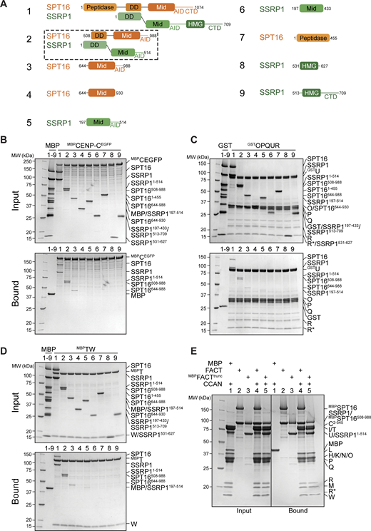 CCAN binding requires FACT dimerization and Mid-AID domains. (A) Scheme of FACT domains or truncations used as a prey in the following pull-down assays. (B) Amylose-resin pull-down assay with MBPCENP-CEGFP to analyze binding of the FACT constructs in A. (C) Glutathione-agarose pull-down assay using CENP-OPQUR with CENP-U fused to an N-terminal GST as a bait and FACT constructs in A as preys. (D) Amylose-resin pull-down assay with MBPCENP-T/CENP-W as a bait and FACT constructs in A as preys. (E) Amylose-resin pull-down assay comparing CCAN binding to MBPFACT and MBPFACTtrunc. MBPFACTtrunc corresponds to construct 2 in A with an N-terminal MBP fusion on SPT16. Source data are available for this figure: SourceData F7.