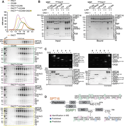 The FACT/CCAN interaction requires phosphorylation of FACT by CK2. (A) Analytical SEC comparing CCAN binding of untreated FACT, dephosphorylated FACT, repurified FACT, and dephosphorylated FACT, where the sample is treated with CK2. The experiment was performed with samples in Fig. 1 D. The first three samples are the same as Fig. 1 D. (B) Amylose-resin pull-down assay using either untreated MBPFACT or dephosphorylated MBPFACT as a bait and CCAN subcomplexes or CCAN as preys. λ-PP indicates that MBPFACT had been dephosphorylated and λ-PP had been removed by SEC before the experiment. CK2 indicates that the sample was treated with CK2. (C) FACT constructs (Fig. 7 A) were treated with CK2, and the phosphorylation state was assessed by Pro-Q Diamond staining. Coomassie staining of the corresponding SDS-PAGE gels is shown below. (D) Scheme of FACT with sequences of potential CK2 phosphorylation sites indicated. CK2 sites were based on mass spectrometry, and predictions or previous publications (Li et al., 2005). SSRP1 S437 and S444 were identified in our mass spectrometric analysis (Table S1) and were also reported in a previous publication (Rusin et al., 2017). Source data are available for this figure: SourceData F8.