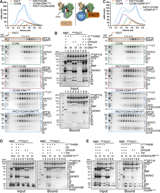 FACT competes with DNA for CCAN binding, and CCAN competes with centromeric histones for FACT binding. (A) Analytical SEC to test the effect of DNA on the FACT/CCAN complex. A 145-bp Widom 601 sequence was used. The left part of the scheme illustrates the result. (B) Amylose-resin pull-down assay with MBPFACT as a bait and CCAN complexes or full CCAN and DNA as preys. A 199-bp CEN1-like DNA sequence was used. (C) Analytical SEC to assess reconstitution of a FACT/CCAN/CENP-ANCP complex. The experiment is part of a larger experiment that includes the experiment in A. The CENP-A/H4/H2A/H2B histone octamer was reconstituted on a 145-bp Widom 601 sequence. The SDS-PAGE gels of FACT, CCAN, and FACT+CCAN are duplicates of those shown in A. The chromatograms are also the same but displayed on a different scale. The right part of the scheme in A illustrates the result. (D) Amylose-resin pull-down assay of MBPFACT and CCAN subcomplexes or CCAN with the addition of an excess of CENP-ANCP. (E) Amylose-resin pull-down assay of MBPFACT and CCAN subcomplexes or CCAN with the addition of an excess of CENP-A/H4/HJURP1–80. Source data are available for this figure: SourceData F9.