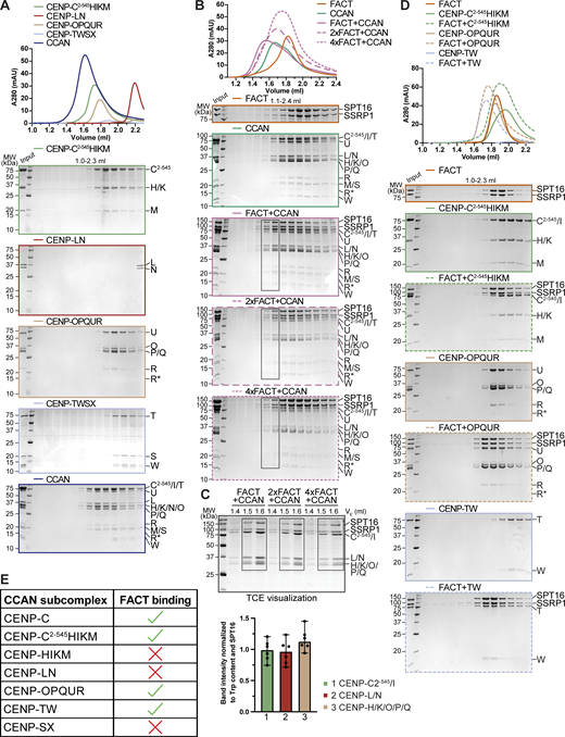 (Related toFig. 1). (A) Analytical SEC of the individual CCAN subcomplexes and its reconstitution. (B) Analytical SEC of the CCAN with different amounts of FACT. (C) Fractions highlighted with boxes in B were run on an SDS-PAGE containing TCE. The visualized tryptophan was quantified as the band intensity and normalized by the number of tryptophan residues and SPT16 to estimate the relative amount of the protein. Bars represent the median and range. (D) Analytical SEC of FACT and CENP-C2–545HIKM, CENP-OPQUR, and CENP-TW with Coomassie-stained SDS-PAGE gels below. (E) Interaction between FACT and the CCAN is summarized in a table. Source data are available for this figure: SourceData FS1. Refer to the image caption for details.