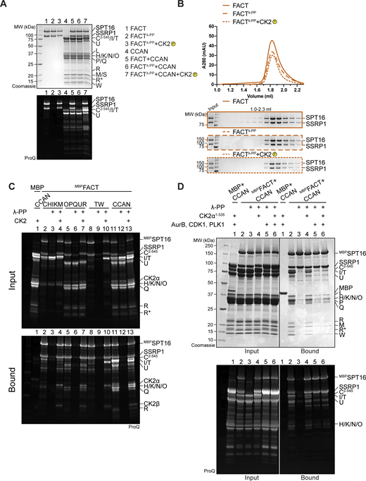 (Related toFig. 8). (A) Pro-Q Diamond staining to monitor the phosphorylation state of samples in Fig. 8 A. (B) Additional samples of the analytical SEC experiment in Fig. 8 A verify that the phosphorylation state of FACT does not alter its elution volume. (C) Pro-Q Diamond staining of the pull-down assay in Fig. 8 B. (D) Amylose-resin pull-down assay to analyze CCAN binding to dephosphorylated MBPFACT upon phosphorylation by CK2α1–335 or Aurora B, CDK1, and PLK1, or all of them. CDK1 indicates the use of a complex of CDK1/cyclin B/CKS1. The Pro-Q Diamond staining of the SDS-PAGE is shown below. Source data are available for this figure: SourceData FS5.