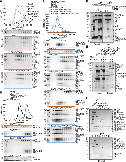 (Related toFig. 9). (A) Analytical SEC of FACT and CCAN upon the addition of a 75-bp CEN1-like DNA. (B) Analytical SEC to test binding of FACT to CENP-ANCP or 145-bp Widom 601 DNA. (C) Analytical SEC of FACT, CCAN, and CENP-ANCP on a 348-bp DNA. The histone octamer was reconstituted on a 183-bp CEN1-like sequence, and 165-bp CEN1-like sequence was ligated to it. (D) Amylose-resin pull-down assay of MBPFACT and CCAN upon the addition of CENP-ANCP-348bp. (E) Amylose-resin pull-down assay using MBPHJURP1–80 in complex with CENP-A/H4 as a bait and CCAN and FACT as preys. MBPHJURP1–80 in the absence of histones was used as a negative control. (F) Amylose-resin pull-down assay using MBPHJURP1–80 in complex with CENP-A/H4 as a bait and FACT constructs (Fig. 7 A) as preys. MBPHJURP1–80 in the absence of histones was used as a negative control. Source data are available for this figure: SourceData FS6.