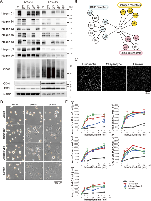 Western blotting of integrin subunits in PC3 cells and sEVs and spreading assay of the cells that secreted sEVs in this study on all three ECMs (fibronectin, laminin, and collagen type I) coated on glass. (A) sEVs were isolated from the cell culture supernatant of intact PC3 cells or from cells in which an integrin subunit (β1, β4, α2, or α6) was knocked out via the CRISPR-Cas9 method. (B) The correlation map of integrin heterodimers and the ECM. (C) dSTORM images of the ECM (left-top: fibronectin, left-bottom: collagen type Ⅰ, and right: laminin) coated on glass. (D) Images of HeLa cells attached to glass coated with ECM components (fibronectin, collagen type Ⅰ, and laminin) or casein after 0, 30, or 60 min of incubation. (E) The time course of the area of five tumor cell lines on glass coated with ECM components (fibronectin, collagen type Ⅰ, and laminin) or casein (n = 8 cells). Data are presented as the mean ± SE. Source data are available for this figure: SourceData F1.