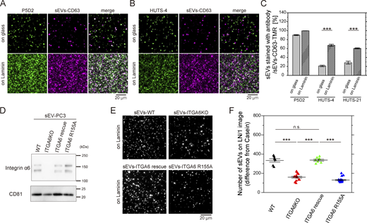 Integrins in sEV bind to laminin through conventional integrin–laminin interactions. (A and B) TIRF images of sEV-PC3-CD63Halo7-TMR stained with anti-activated integrin β1 HUTS-4 (A) and anti-integrin β1 P5D2 (B) on uncoated glass (top) or laminin-coated glass (bottom). (C) Colocalization ratio of fluorescent spots of sEVs stained with the antibody to those of sEV-PC3-CD63Halo7-TMR (n = 10 images). (D) Western blot analysis of sEVs derived from WT, integrin α6 KO, integrin α6-rescued, and integrin α6 R155A-expressing PC3 cells. (E) Fluorescence images of the sEVs derived from WT, integrin α6 KO, integrin α6-rescued, and integrin α6 R155A-expressing PC3 cells bound to laminin on glass. (F) Quantification of sEVs bound to laminin on glass under the conditions described in E (n = 8 images). Data are presented as the mean ± SE. n.s., nonsignificant difference; ***P < 0.001 according to Welch’s t test (two-sided). In F, due to the necessity of multiple statistical tests, the significance level was corrected by the Bonferroni method and determined to be 0.0125 (=0.05/4). Source data are available for this figure: SourceData F5.