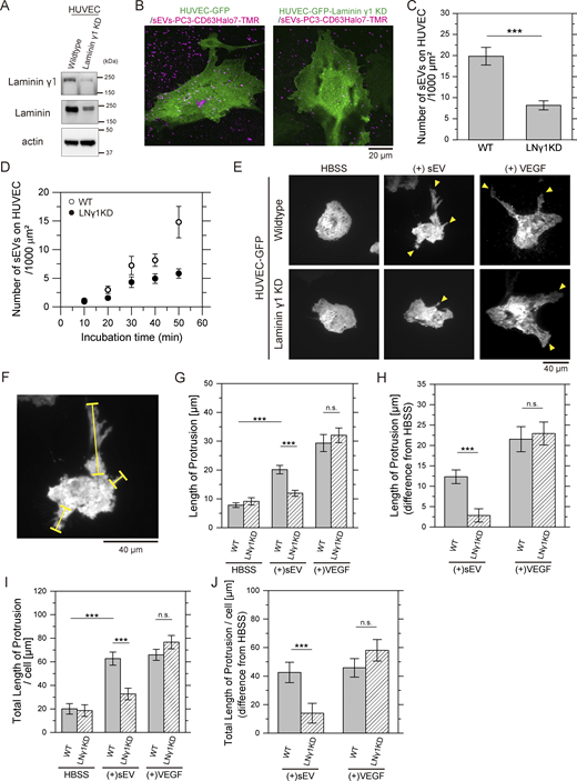 Laminin-mediated binding of PC3-derived sEVs induces endothelial morphogenesis in HUVEC. (A) Western blot analysis of laminin γ1 and total laminin levels in laminin γ1 KD HUVEC. (B) Fluorescence images of WT or laminin γ1 KD HUVECs expressing GFP and sEVs-PC3-CD63Halo7-TMR bound to the cells, observed by confocal microscopy. Cells were fixed after 1-h incubation with sEVs. Since not all cells necessarily express GFP, many fluorescent spots of sEVs were observed either in regions containing non-expressing cells or potentially on the glass surface. Nevertheless, the number of sEVs bound to both the apical and basal surfaces of the cell PM can be quantified, as shown in Fig. 4. (C) Quantification of sEV particles bound to both apical and basal PM of WT or laminin γ1 KD HUVEC by confocal microscopy (n = 15 cells). (D) Time course analysis of the number of sEV particles bound to the basal PM of live WT or laminin γ1 KD HUVEC, monitored using TIRFM (n = 12 cells). (E) Fluorescence images of HUVEC-expressing GFP after 12 h of treatment with PC3-derived sEVs or 10 ng/ml VEGF. Yellow arrowheads show branched protrusions of HUVEC. (F) WT (+)sEV image from E showing protrusion lengths measured along yellow lines as indicated. (G) Average protrusion lengths across all examined cells before and after treatment with sEVs or VEGF. (H) Changes in average protrusion length after treatment with sEVs or VEGF, relative to untreated conditions (n = 16 cells). (I) Average total protrusion length per cell before and after treatment with sEVs or VEGF. (J) Variations in average total protrusion length per cell after treatment with sEVs or VEGF, relative to untreated conditions (n = 16 cells). Data are presented as mean ± SE. n.s., nonsignificant difference; *P < 0.05; **P < 0.01; ***P < 0.001 according to Welch’s t test (two-sided). Source data are available for this figure: SourceData F9.