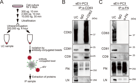 Neither laminin nor fibronectin is present on PC3-derived sEV surfaces. (A) Schematic diagram of the isolation of specific sEVs. sEVs were isolated by ultracentrifugation at 200,000 × g for 4 h (UC sample). Then, special sEVs were isolated from sEVs by a bead-conjugating antibody (IP: immunoprecipitation sample). (B) Western blot analysis of tetraspanin (CD63, CD81, and CD9), fibronectin (FN), and laminin (LN) in UC and IP samples. sEVs were isolated by IP using an anti-CD63 antibody. (C) Western blot analysis of sEVs isolated by IP using anti-fibronectin antibody. Source data are available for this figure: SourceData FS3. Refer to the image caption for details.