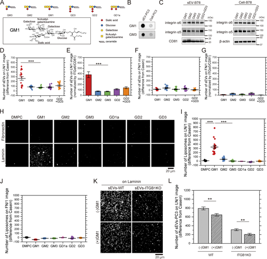 GM1 is responsible for the binding of sEVs to laminin. (A) (top) Schematic diagram of gangliosides and (bottom) chemical structure of GM1. Monosaccharide symbols follow the Symbol Nomenclature for Glycans (SNFG). (B) Dot blotting of GM1 and GM3 in PC3 cells and PC3-derived sEVs. (C) Western blot analysis of integrin subunits in B78 cell lines with abundant expression of one type of ganglioside—GM1, GM2, GM3, GD2, or GD2/GD3—and sEVs derived from these cells. (D and E) The numbers of sEVs attached to glass coated with laminin (D) and the numbers normalized to the ratio of integrin α6/CD81 in the sEVs (E). (F and G) The numbers of sEVs attached to glass coated with fibronectin (F) and the numbers normalized to the ratio of integrin α5/CD81 in the sEVs (G). (H) Single-particle fluorescence images of DMPC liposomes containing GM1, GM2, GM3, GD1a, GD2, or GD3 on glass coated with fibronectin or laminin. (I and J) The numbers of liposomes attached to glass coated with laminin (I) or fibronectin (J). (K) Single-particle fluorescence images of sEVs-PC3-CD63Halo7-TMR and sEVs-PC3-ITGB1KO-CD63Halo7-TMR on laminin before or after treatment of the GM1’s glycan. (L) The numbers of sEVs bound to laminin before or after treatment with a high concentration of the GM1 glycan moiety (0.5 mM final). Data are presented as the mean ± SE. n.s., nonsignificant difference; ***P < 0.001 according to Welch’s t test (two-sided). In I and L, due to the necessity of multiple statistical tests, the significance level was corrected by the Bonferroni method and determined to be 0.025 (=0.05/2). Source data are available for this figure: SourceData FS4.