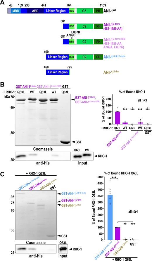 The linker region of ANI-1 facilitates the binding of the RBD to active RHO-1. (A) Domain organization of ANI-1 with predicted MBD, ABD, linker region, RBD, C2, and PH domain. The various GST-tagged ANI-1 C-terminal fragments used in the pull-down assay are shown. RBM - RHO-1 binding mutant (A789D, E807K). (B) His-tagged constitutive active RHO-1 (RHO-1Q63L) or wild type RHO-1 (RHO-1WT) were incubated with GST-tagged ANI-1C-term, the ANI-1C-term-RBM, or GST alone. Coomassie-stained gel of the pull-down assay shows the GST-tagged proteins and the immunoblot against the His-tag reveals the bound RHO-1 proteins (left). The mean percentages of bound RHO-1WT or RHO-1Q63L to the different GST-tagged fragments are shown. The amount of RHO-1Q63L pulled down with GST-tagged ANI-1C-term was set to 100% (right). (C) RHO-1Q63L was incubated with GST-tagged ANI-1C-term, the ANI-1Link+C-term, ANI-1Linker, or GST alone. Coomassie-stained gel of the pull-down assay shows the GST-tagged proteins and the immunoblot against the His-tag reveals the bound RHO-1Q63L protein (left). The mean percentages of bound RHO-1Q63L to the different GST-tagged fragments are shown. The amount of RHO-1Q63L pulled down with GST-tagged ANI-1C-term was set to 100% (right). For all, P values were calculated using the two-tailed Student’s t test or Mann–Whitney U test and are **P < 0.01 and ***P < 0.001, error bars are SEM, and n = number of experiments. Source data are available for this figure: SourceData F2.